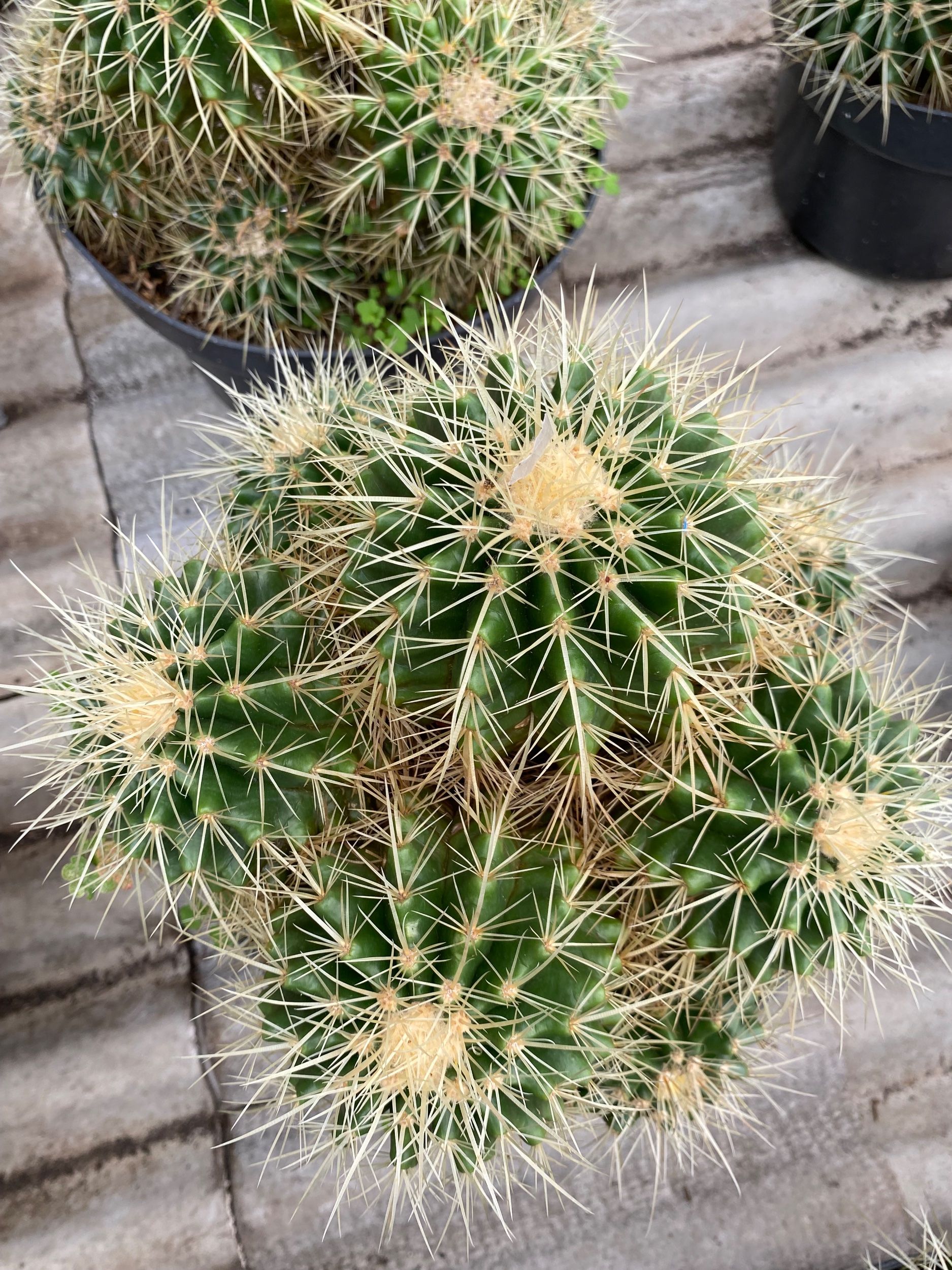 Echinocactus Grusonii / Kroenleinia Grusonii / Golden Barrel Cactus Cluster, real gallery image #1 plants.