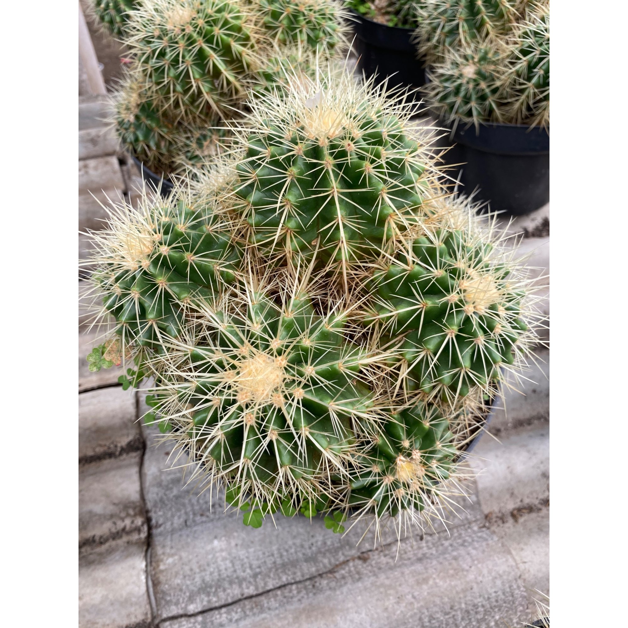 Echinocactus Grusonii / Kroenleinia Grusonii / Golden Barrel Cactus Cluster, real feature image plant.