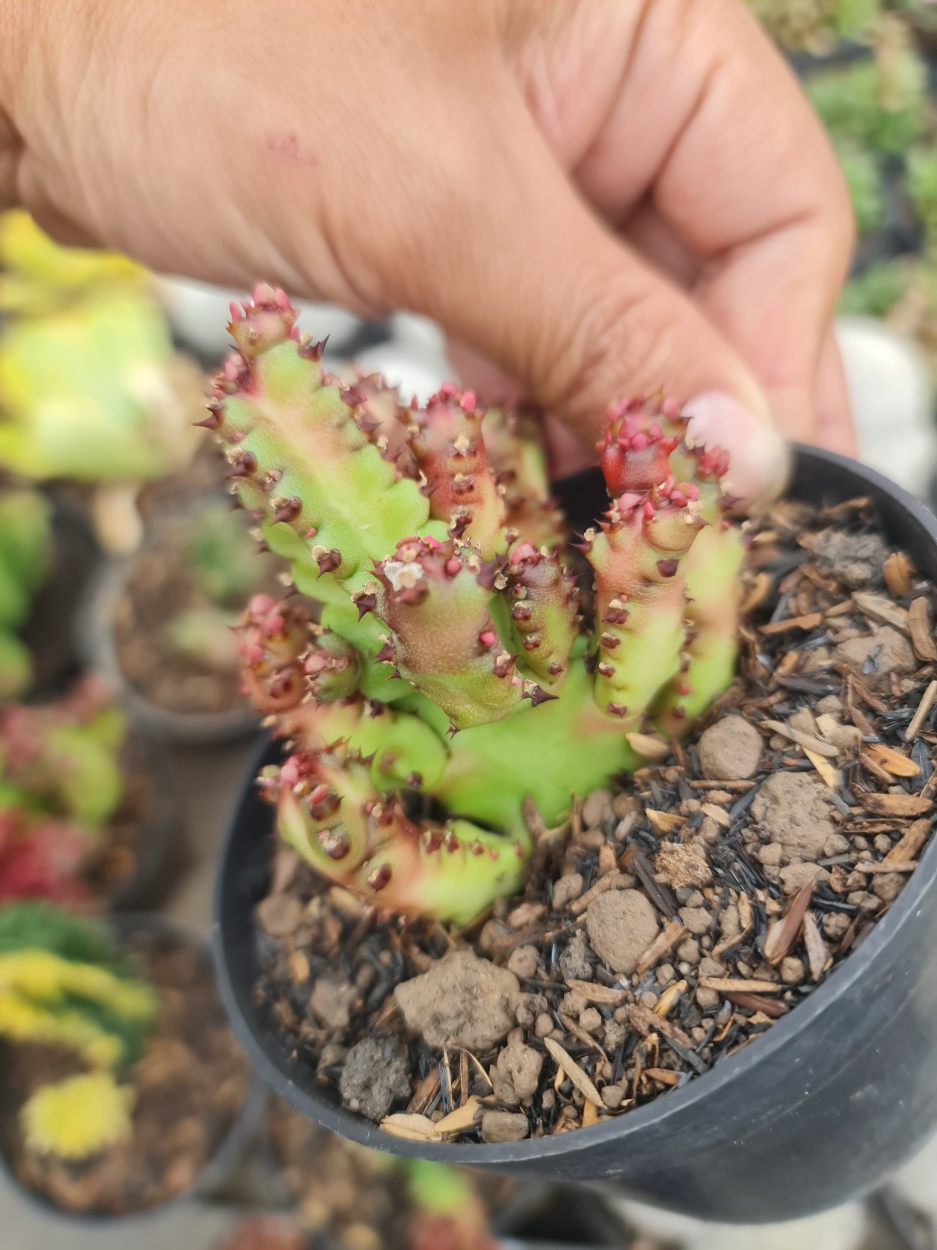 Euphorbia Dragon Pin, real gallery image #1 plants.