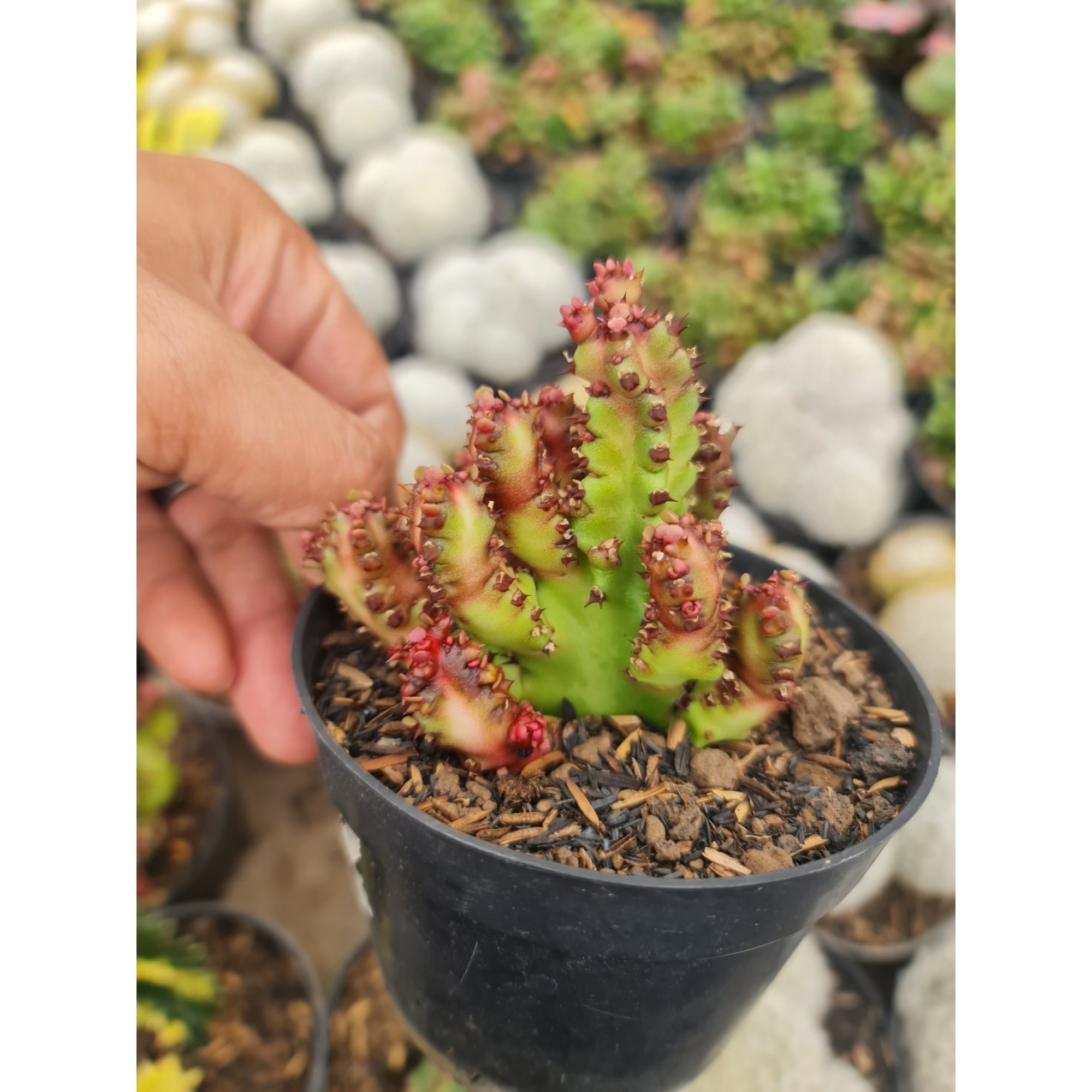 Euphorbia Dragon Pin, real feature image plant.