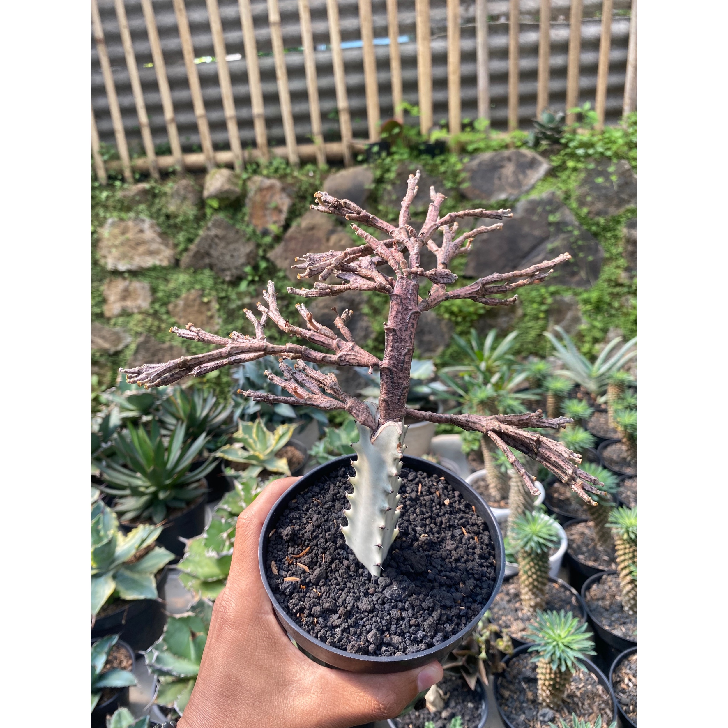 Euphorbia Platyclada Grafting, real gallery image #1 plants.