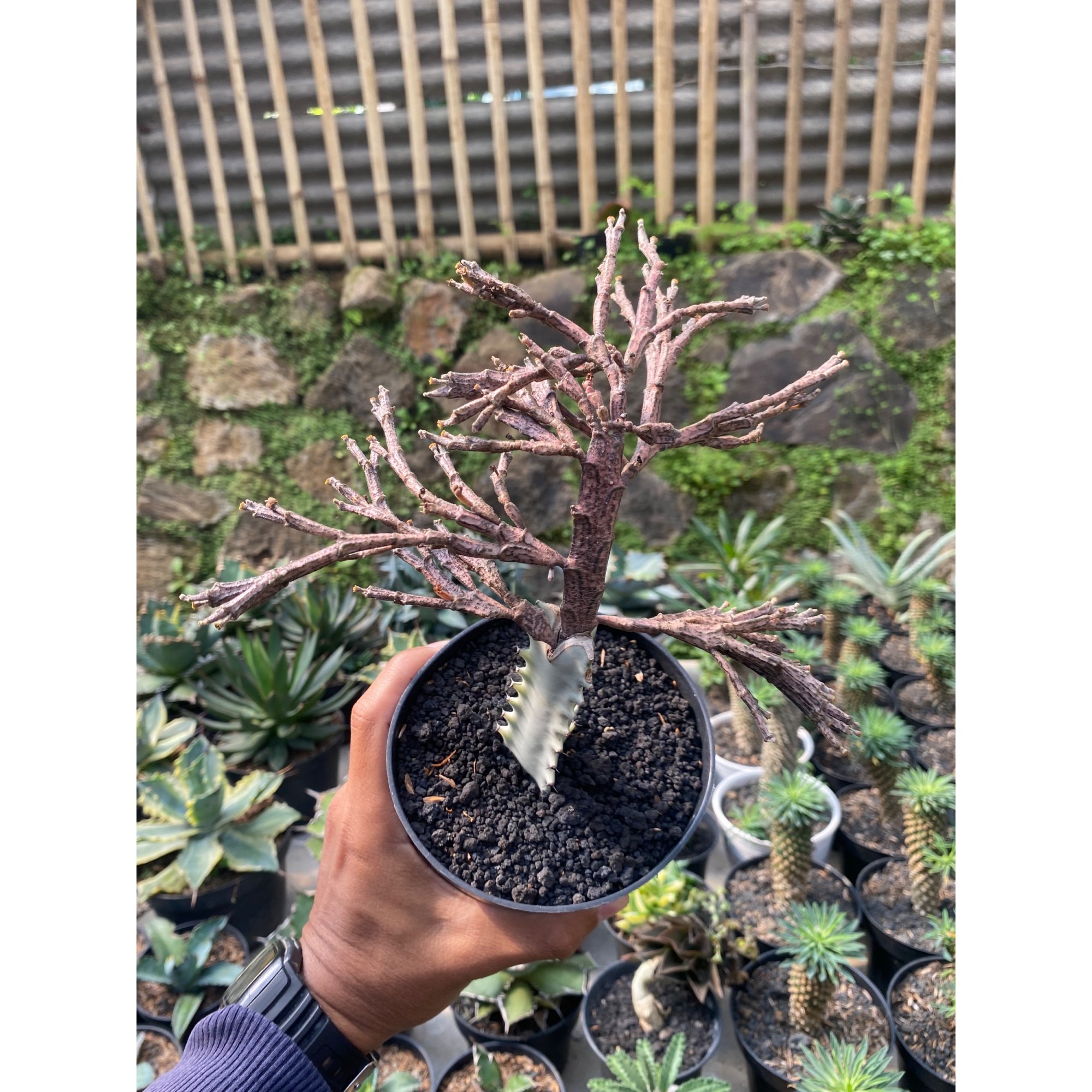 2429. Euphorbia Platyclada Grafting ( Appendix II – Special Permit Needed* )