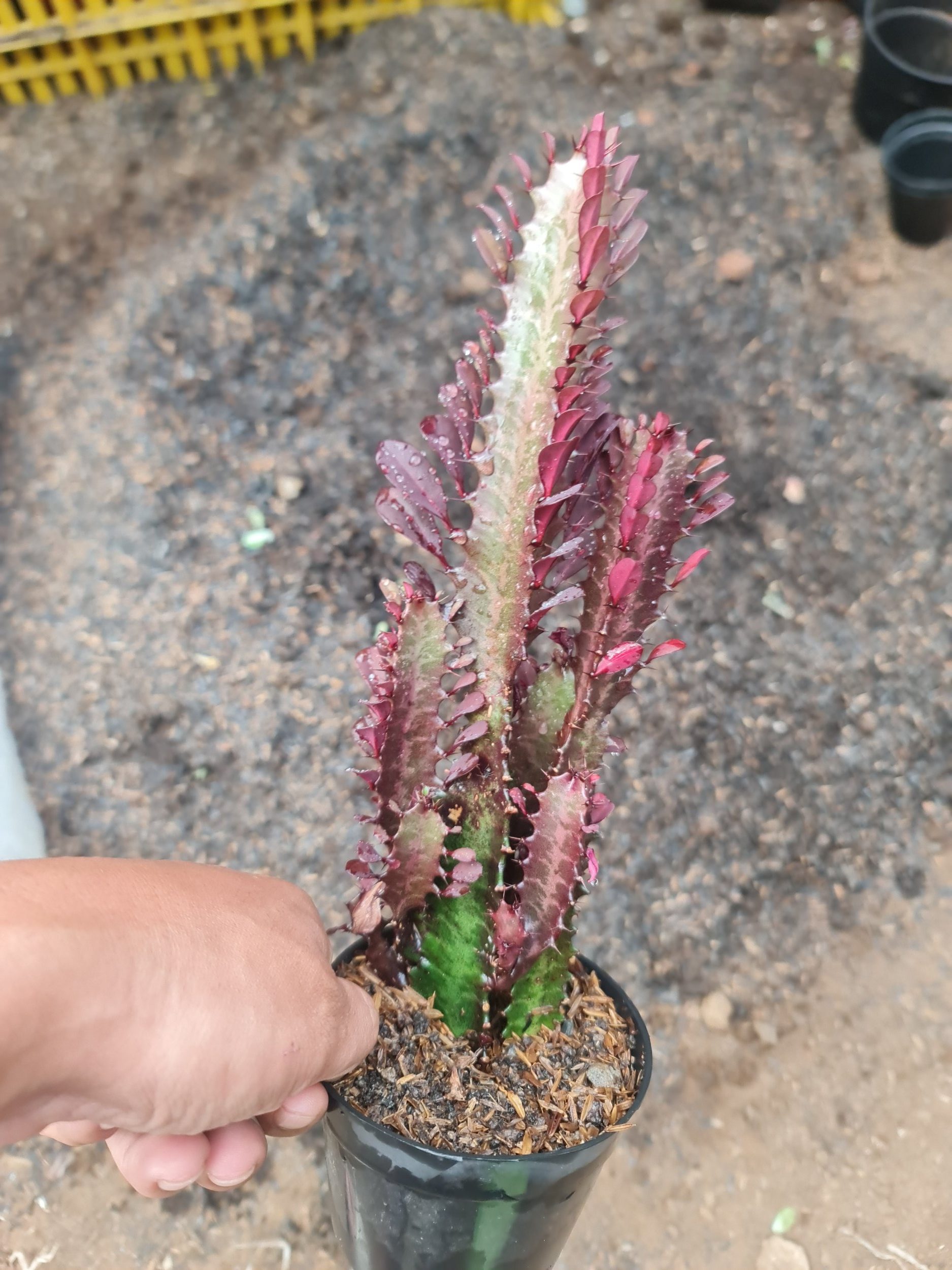 Euphorbia Trigona Medium Size, real gallery image #1 plants.