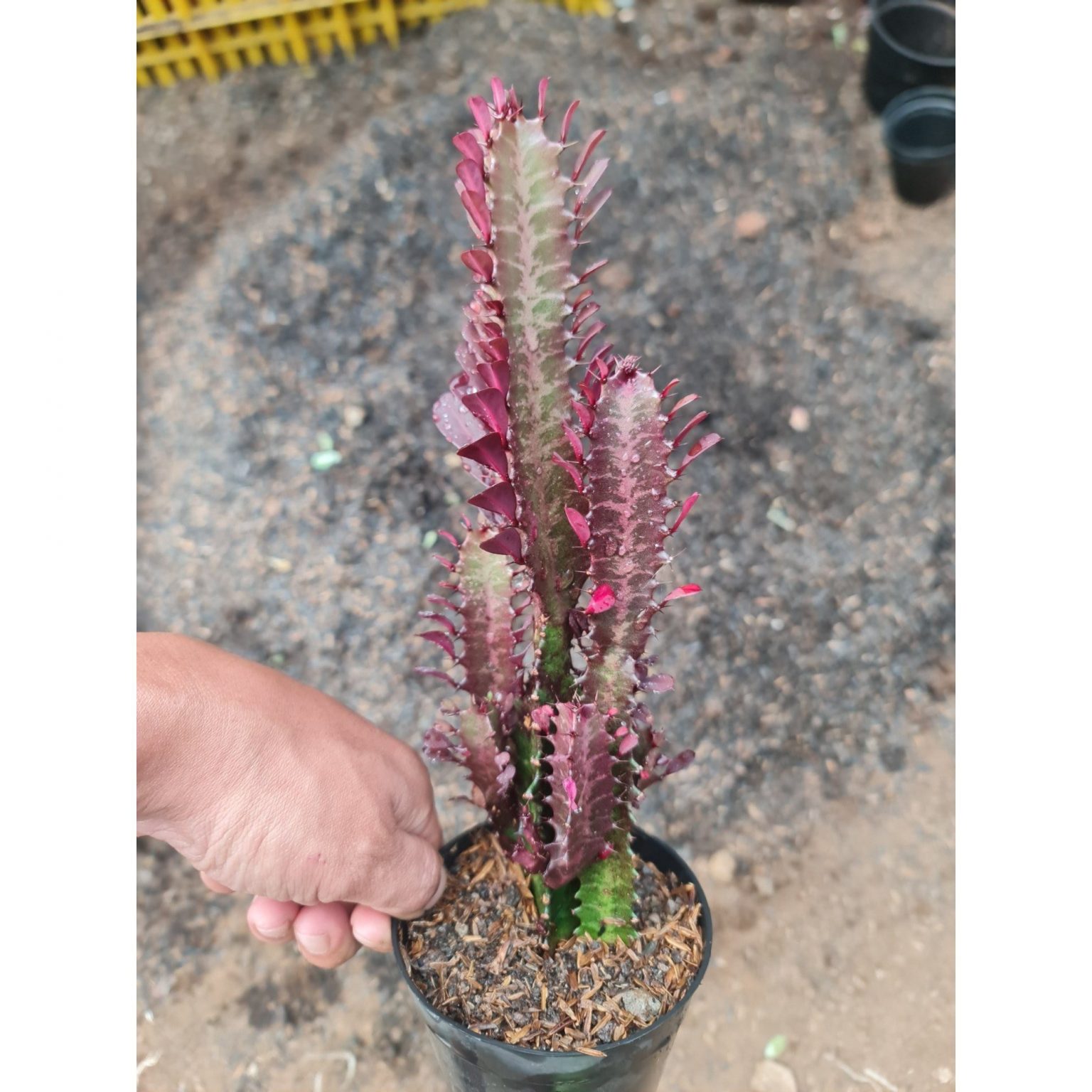 Euphorbia Trigona Medium Size, real feature image plant.