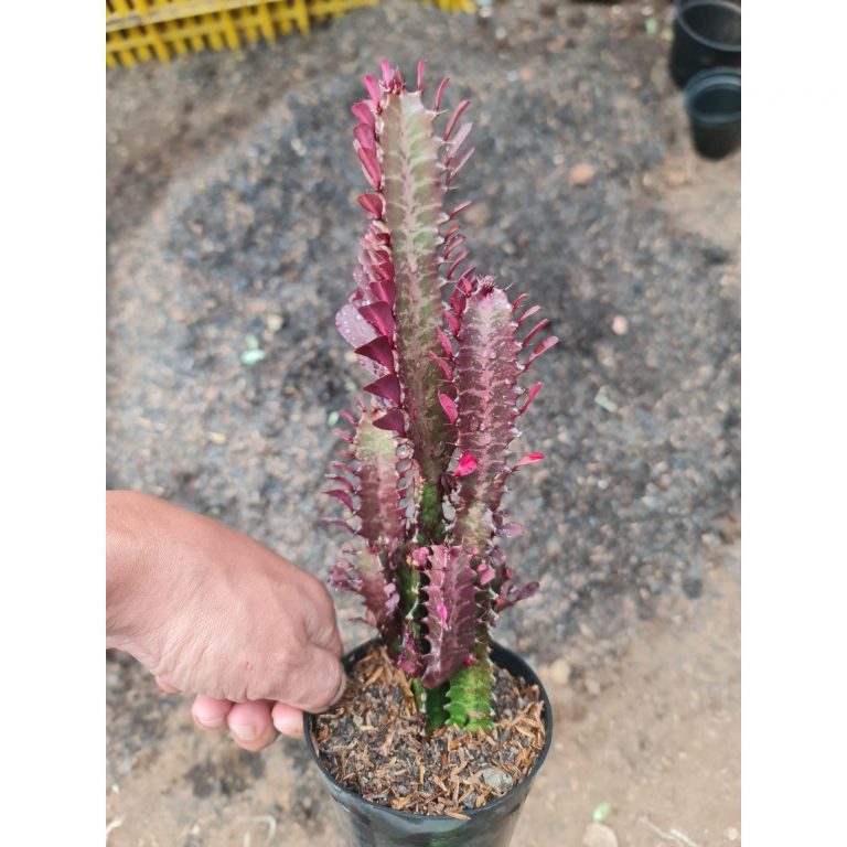 2351. Euphorbia Trigona Medium Size