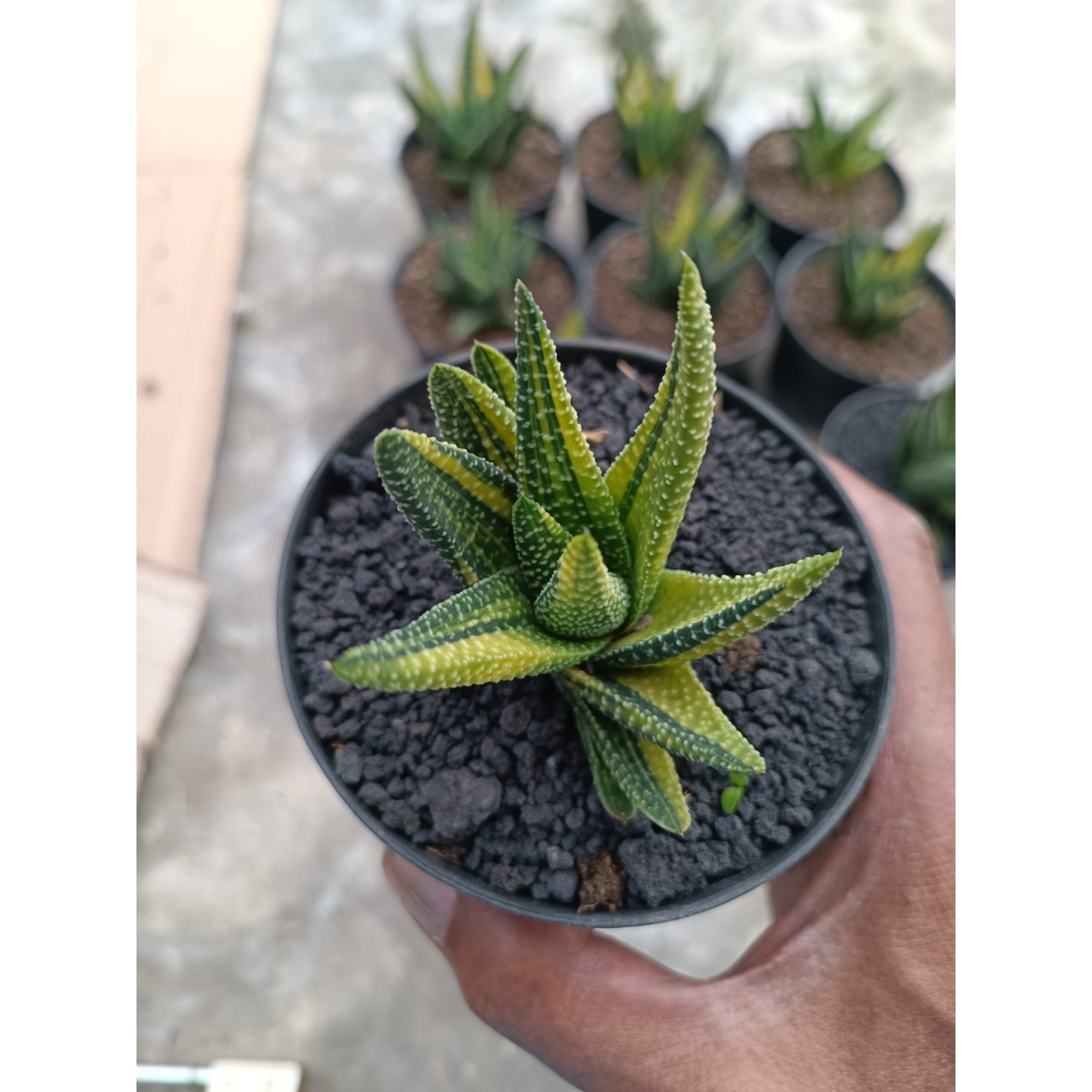 Gastrolea Royal Highness, real feature image plant.