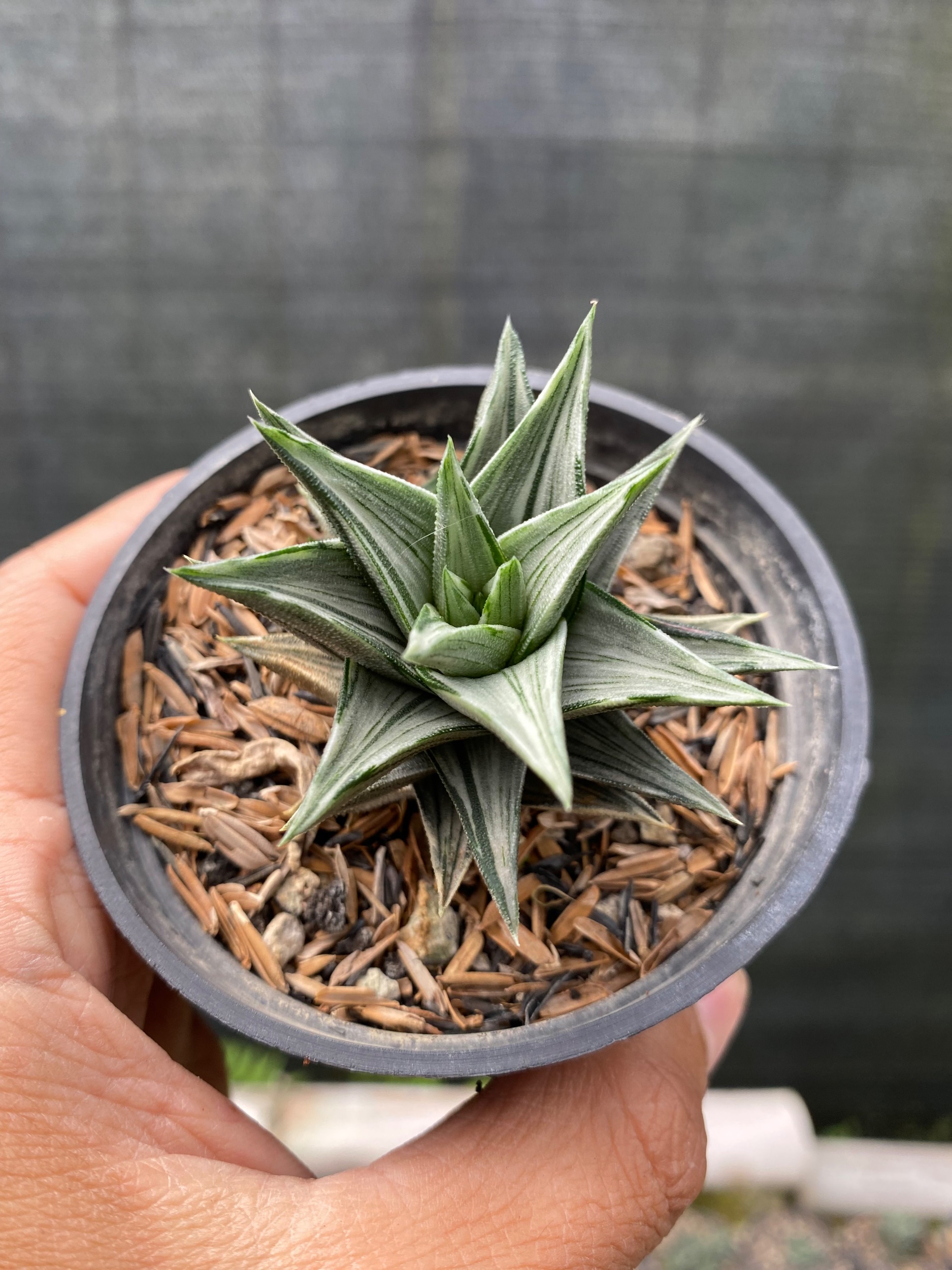 Haworhtia Glabrata Silver, real gallery image #1 plants.