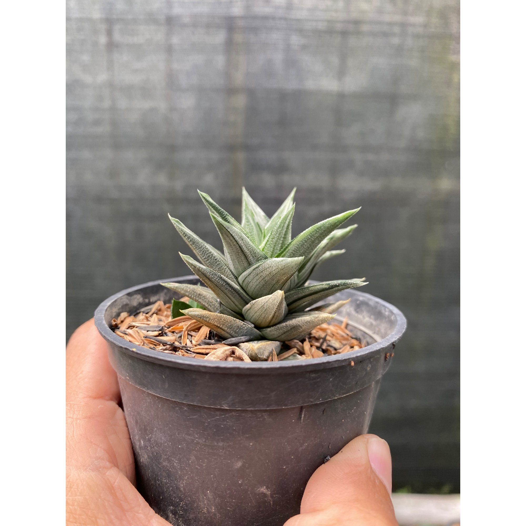 Haworhtia Glabrata Silver, real feature image plant.