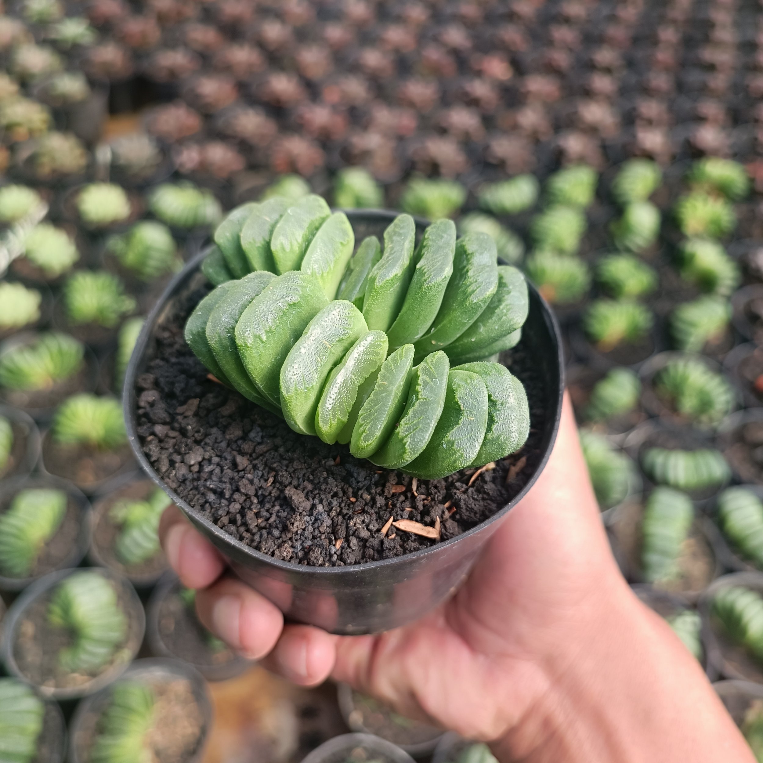 Haworthia Lime Green, real gallery image #1 plants.