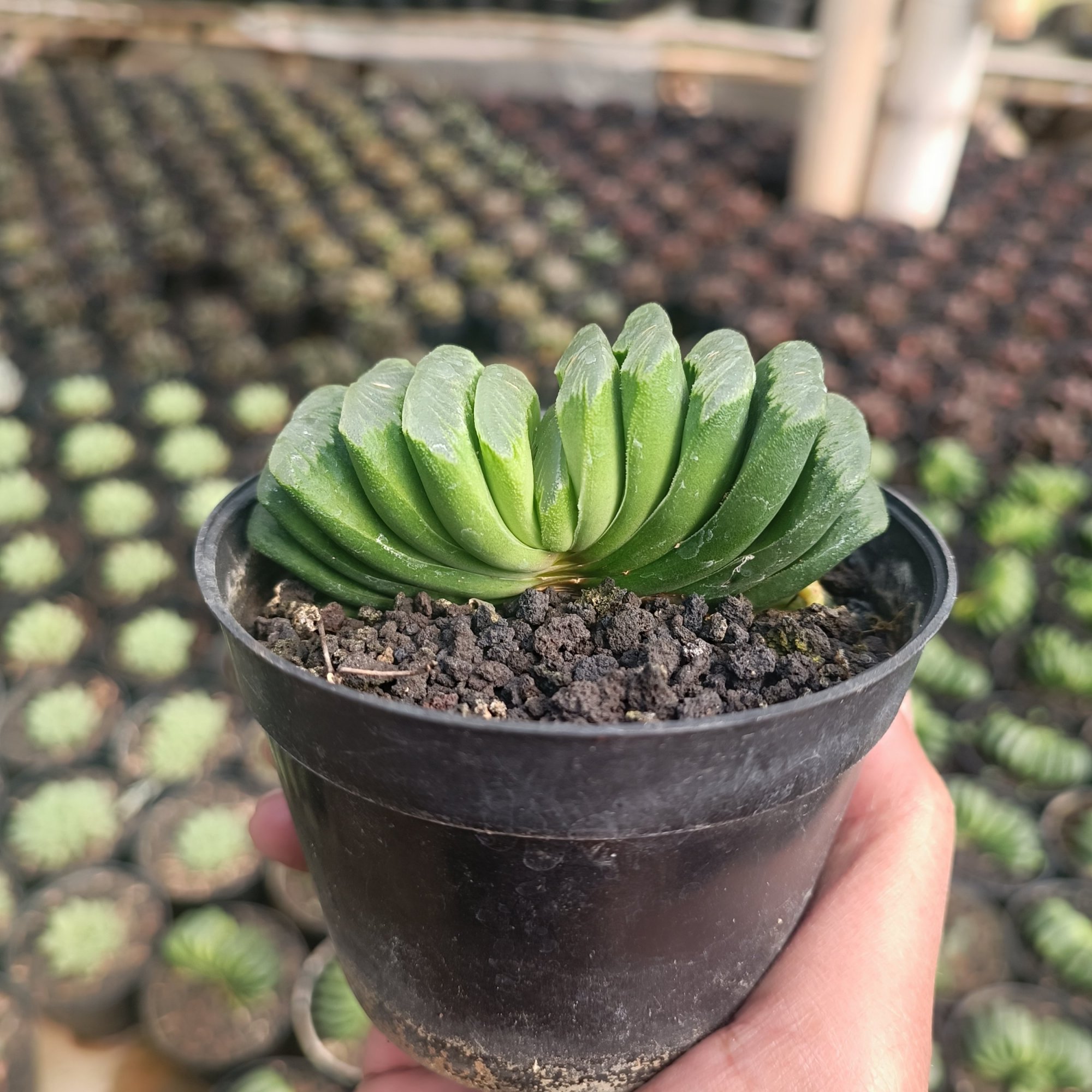 2427. Haworthia Lime Green