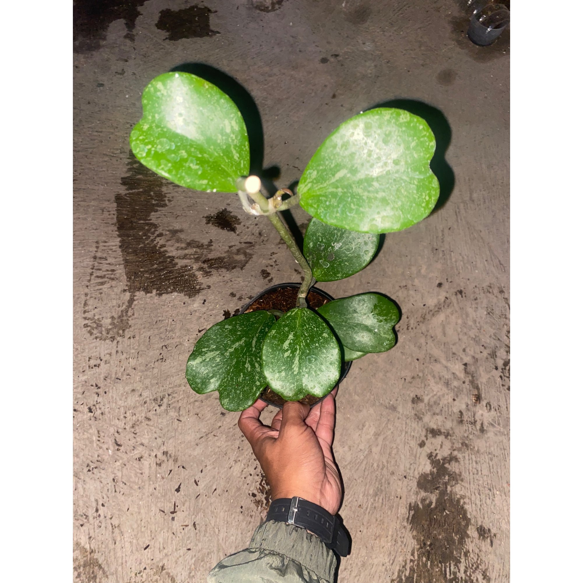 Hoya Kerrii Splash Cluster, real feature image plant.