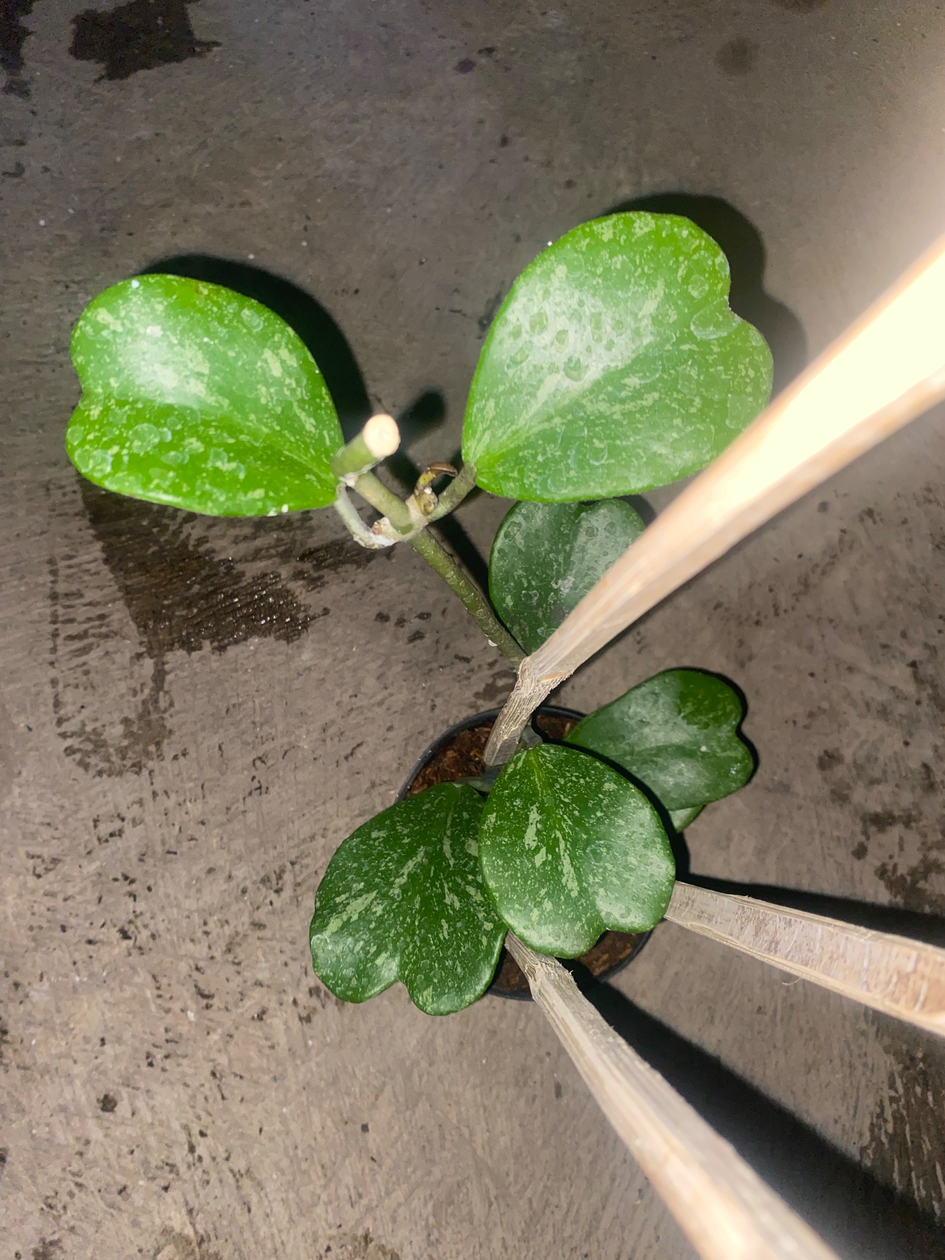 Hoya Kerrii Splash Cluster, real gallery image #1 plants.