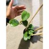 Hoya Kerrii Splash Cluster