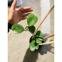 Hoya Kerrii Splash Cluster