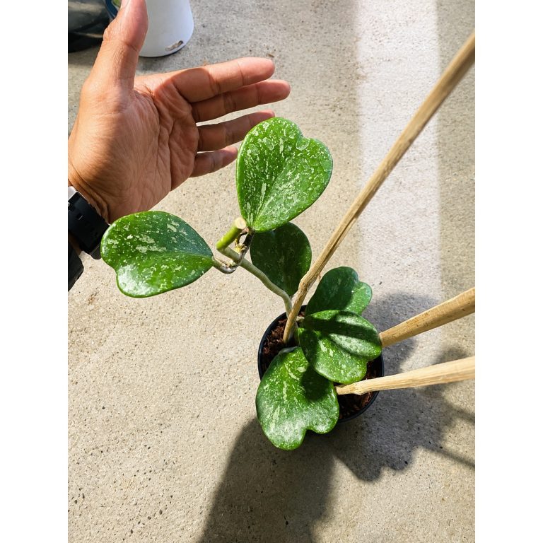 2431. Hoya Kerrii Splash Cluster