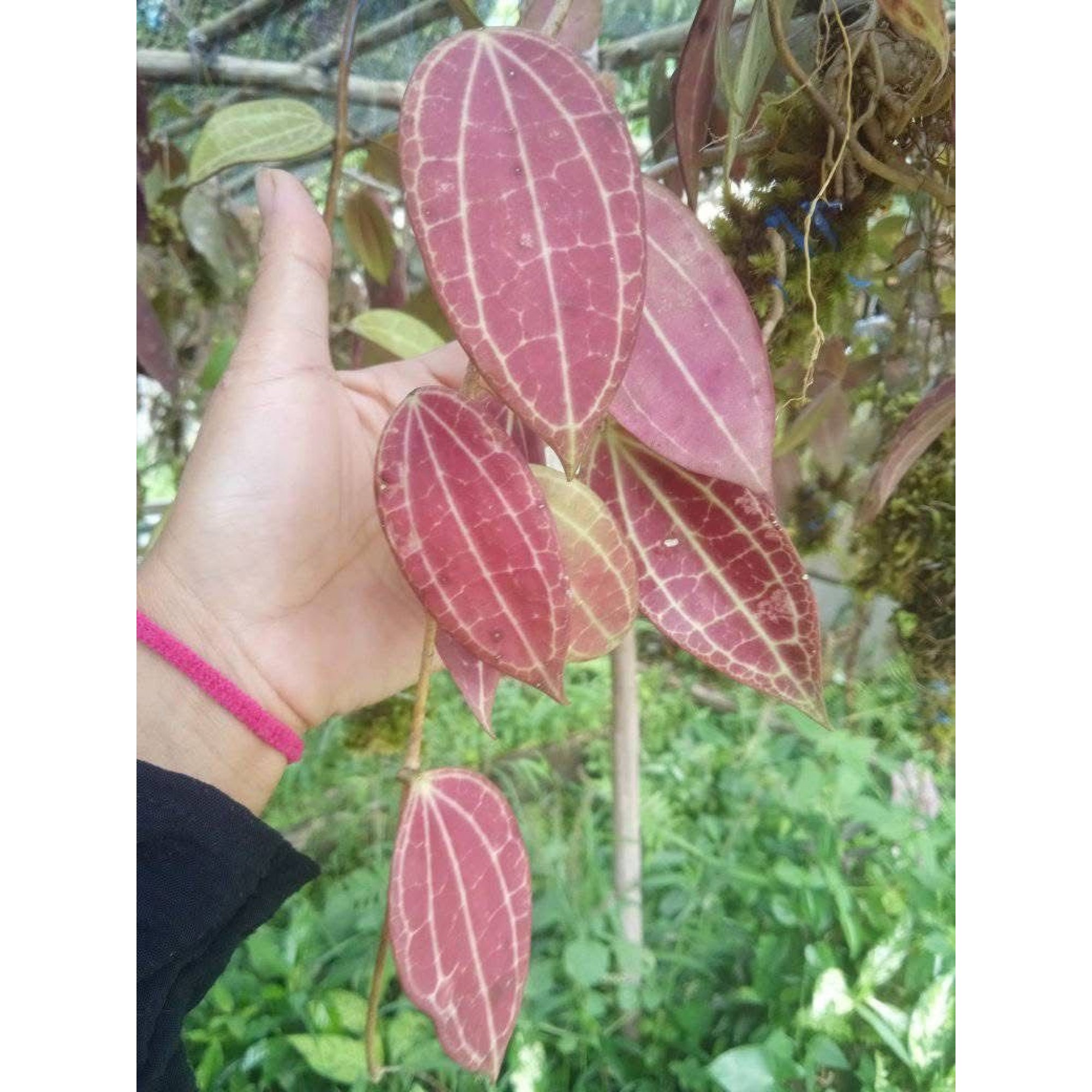 2416. Hoya Macropila Red
