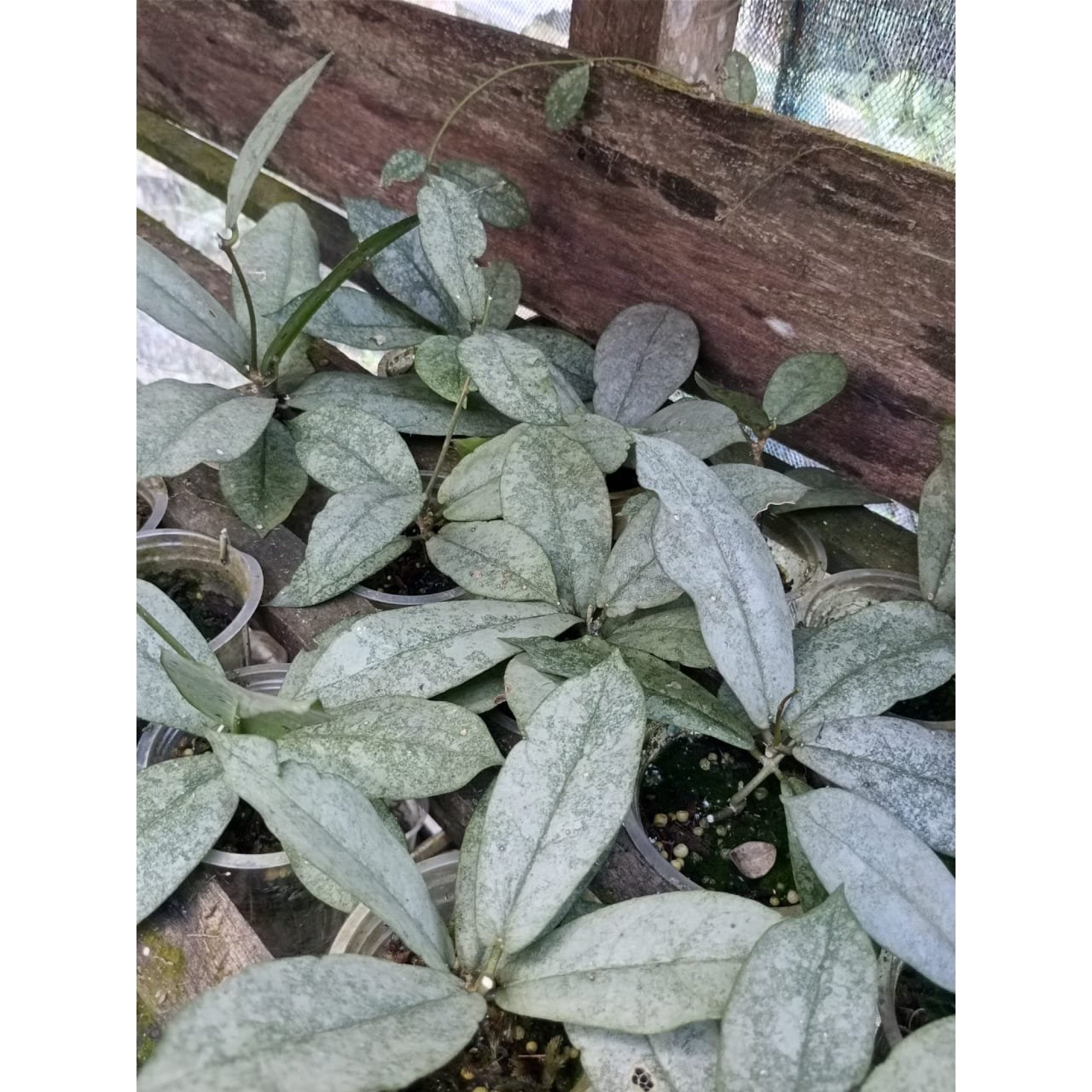 2414. Hoya Mitrata Silver