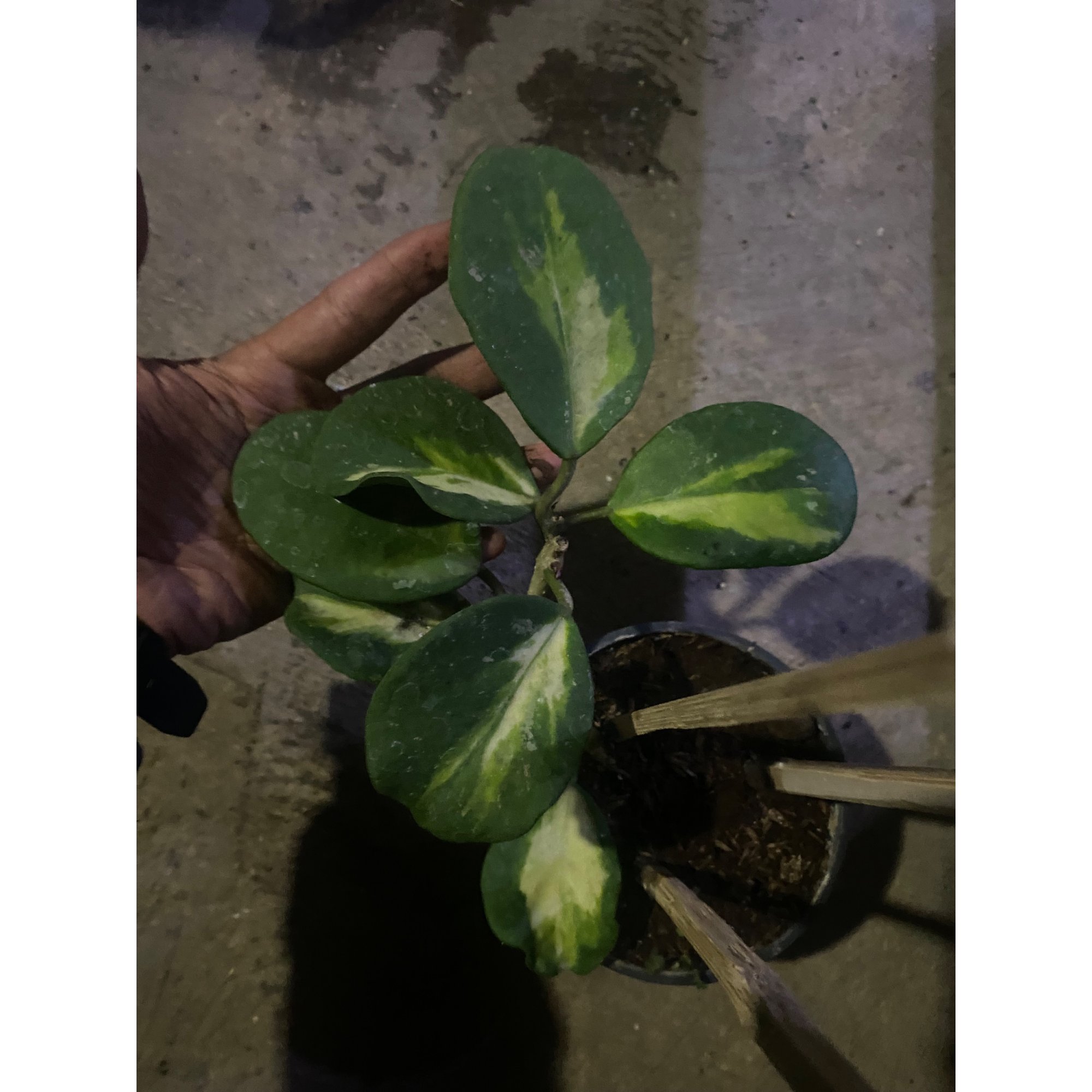 Hoya Obovata Variegated Cluster, real feature image plant.