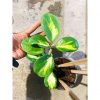 Hoya Obovata Variegated Cluster