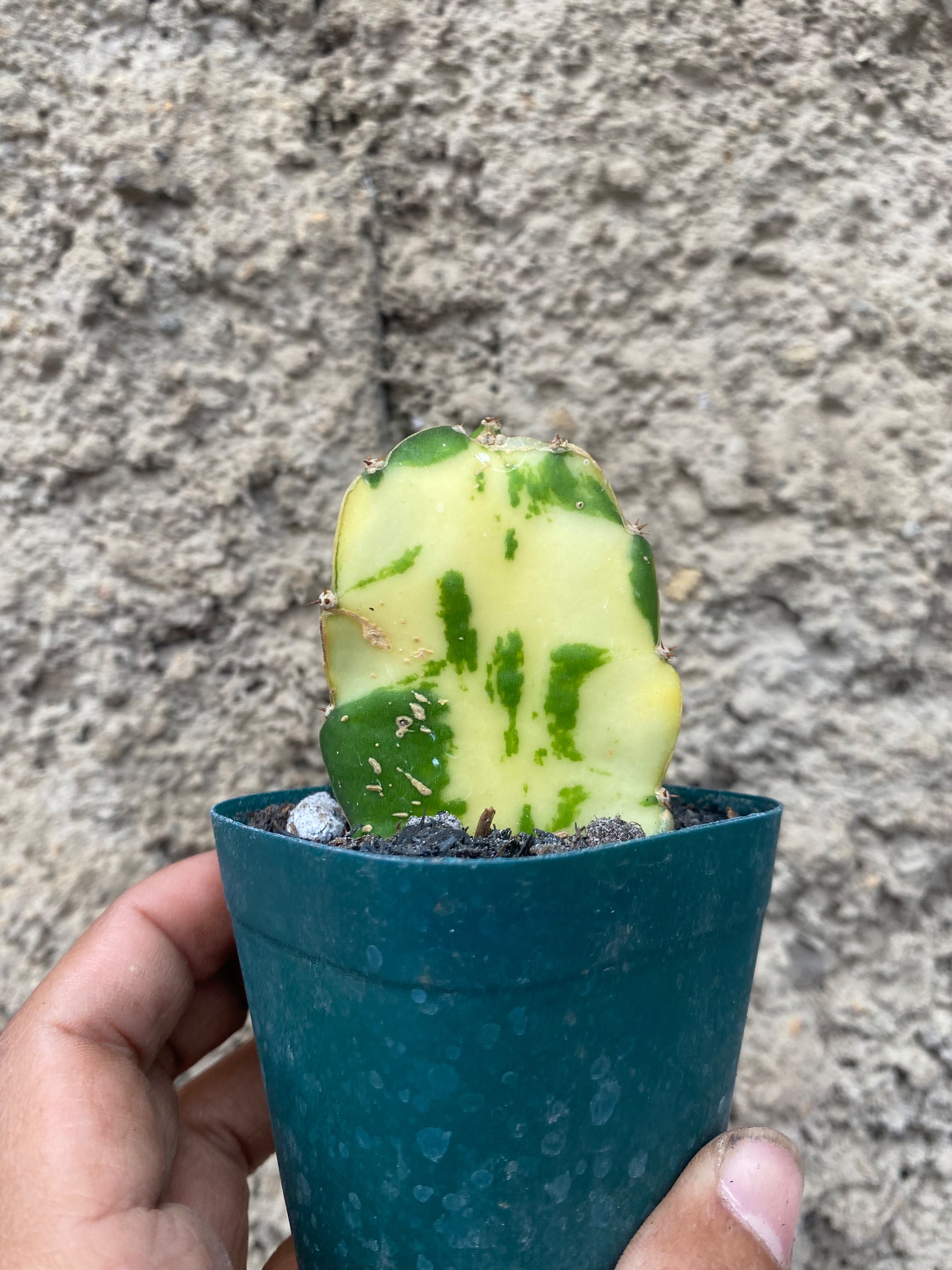 Hylocereus Undatus Variegated, real gallery image #1 plants.