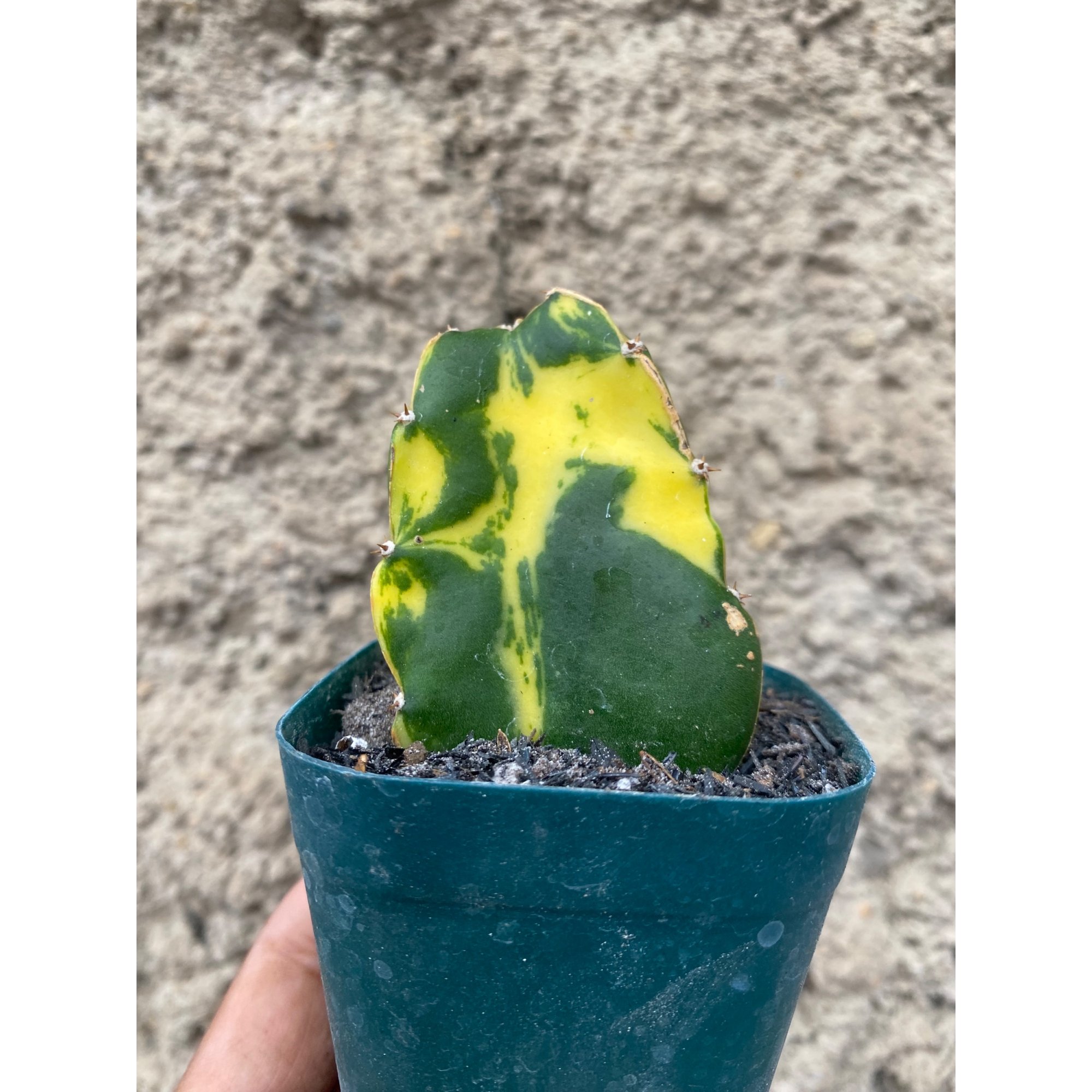2410. Hylocereus Undatus Variegated ( Appendix II – Special Permit Needed* )