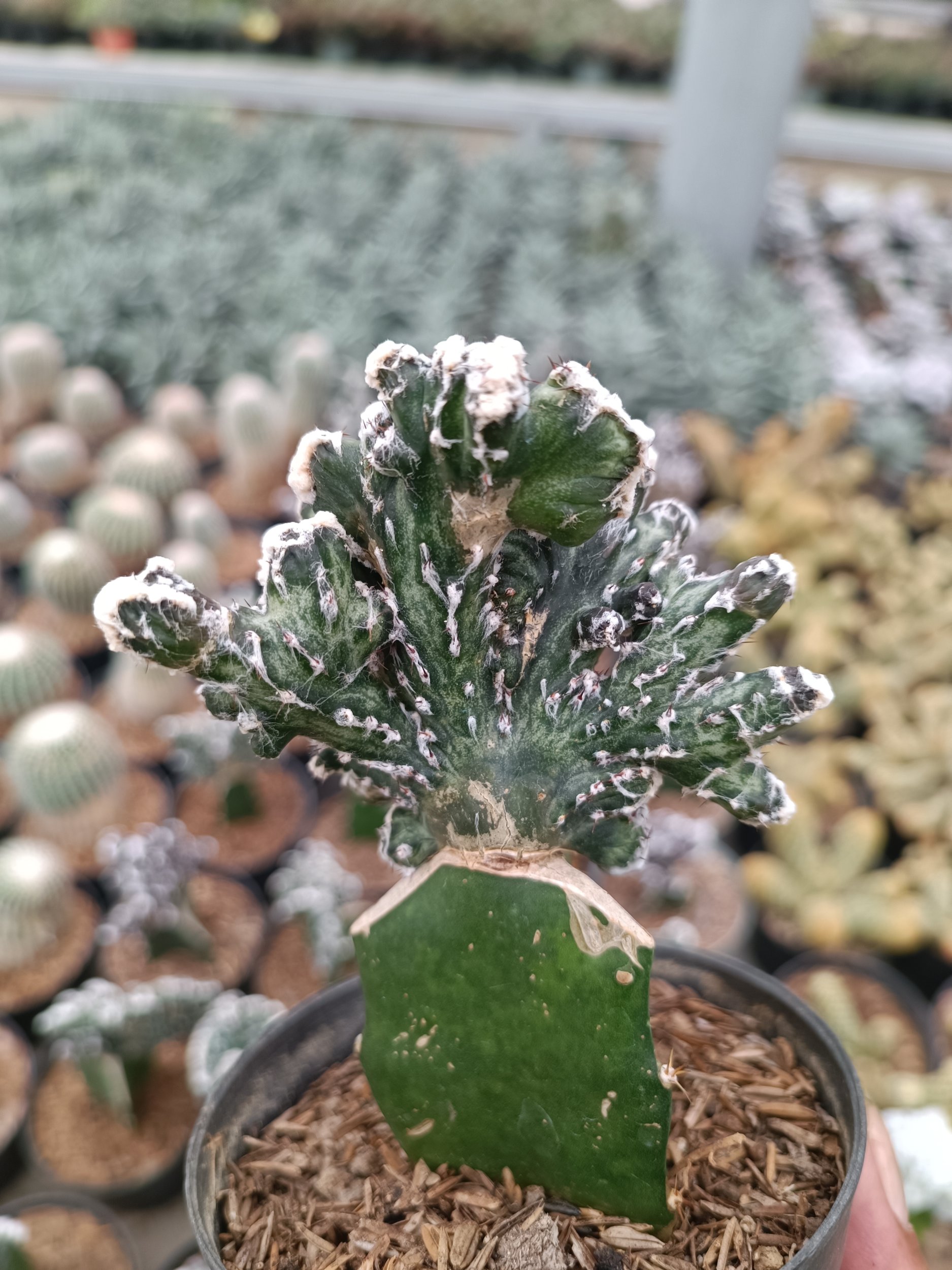 Monvillea Spegazzinii, real gallery image #1 plants.