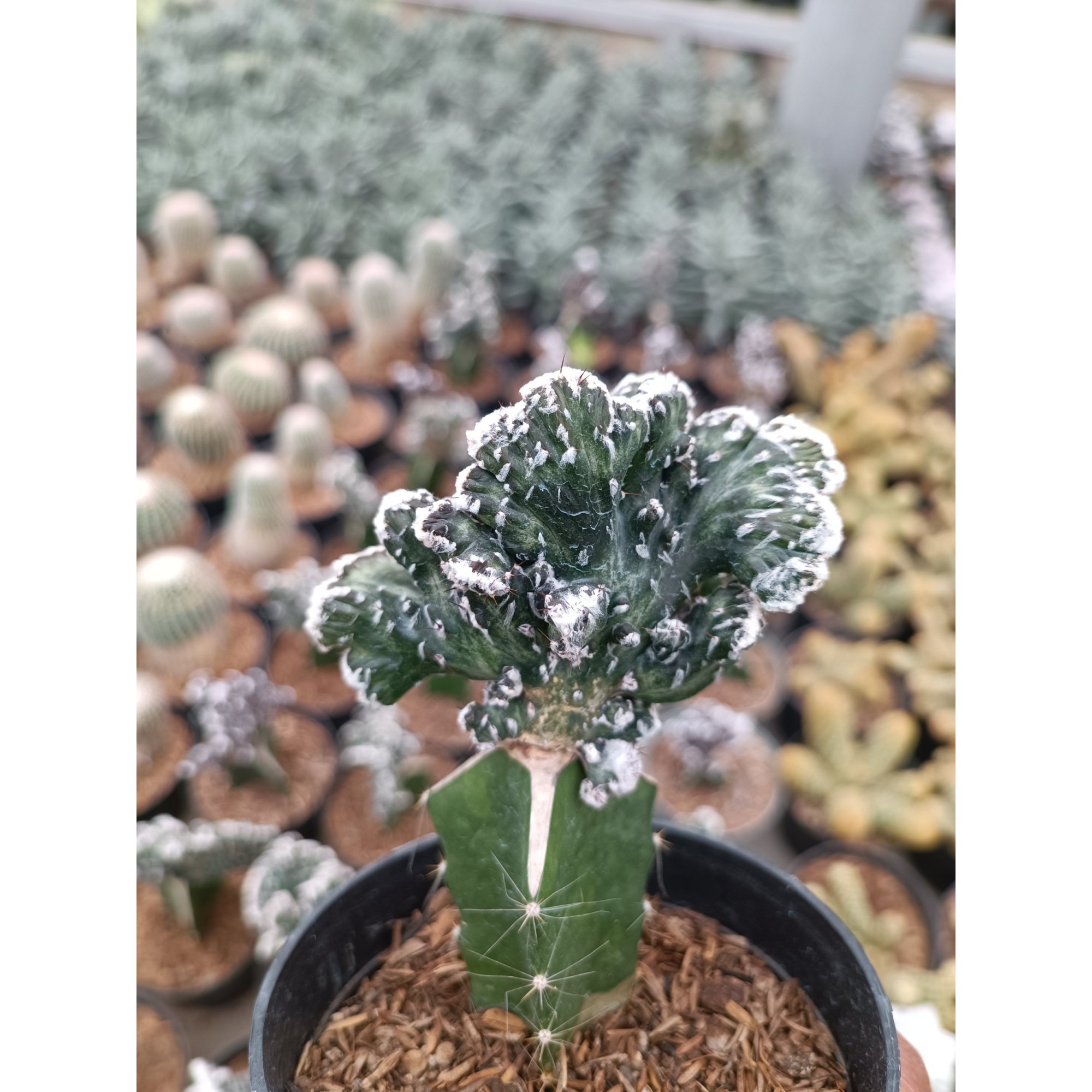 Monvillea Spegazzinii, real feature image plant.