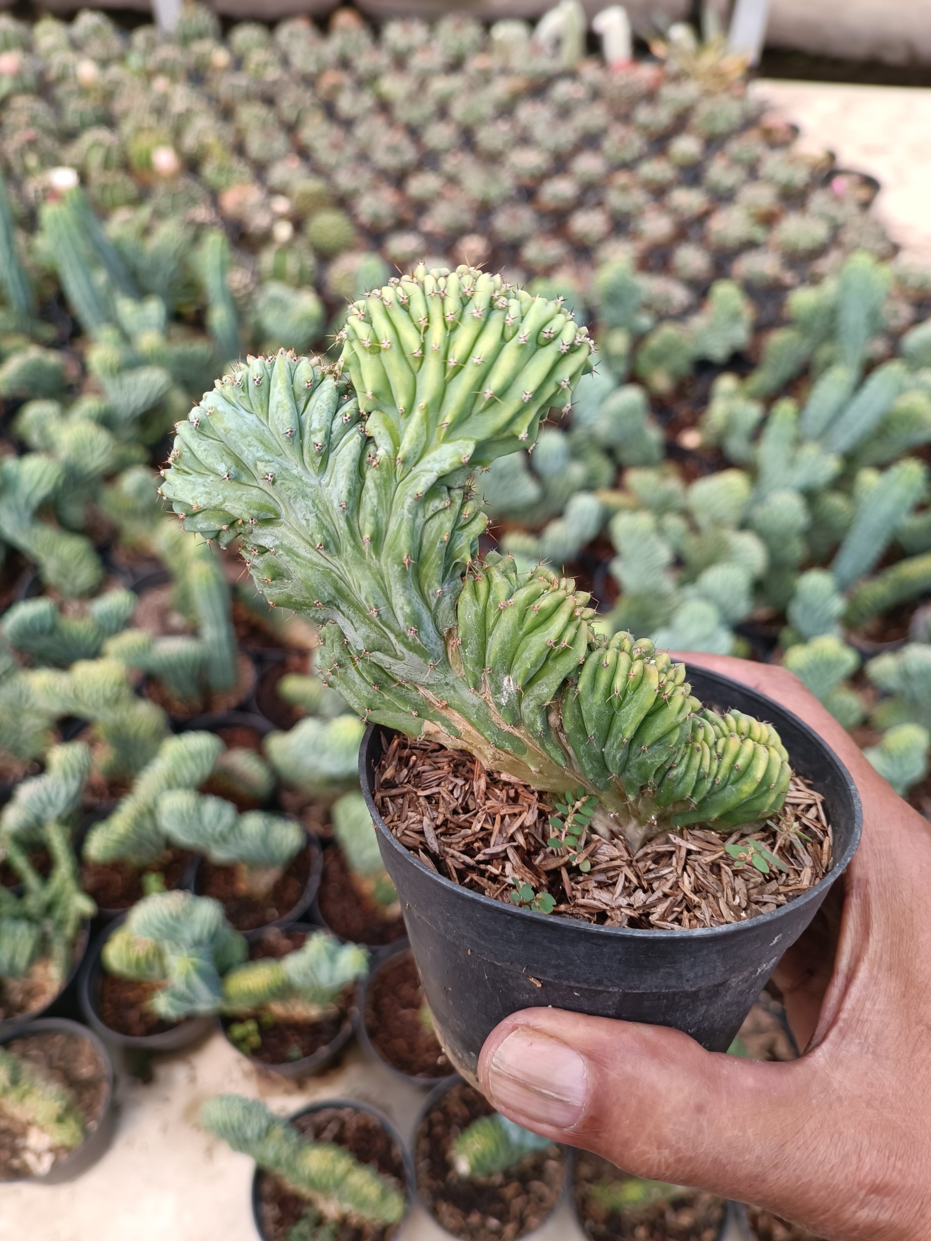 Myrtillocactus Cristata, real gallery image #1 plants.