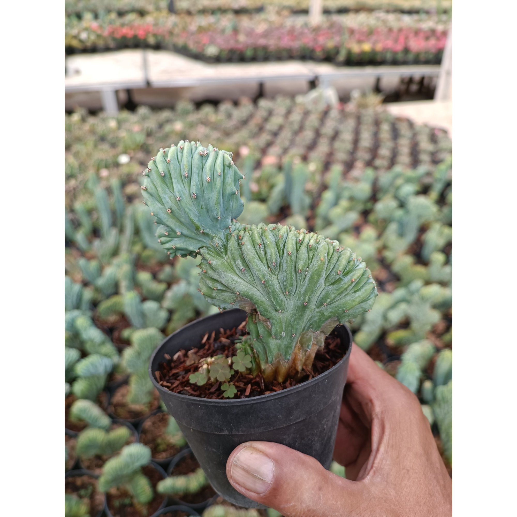 Myrtillocactus Cristata, real feature image plant.