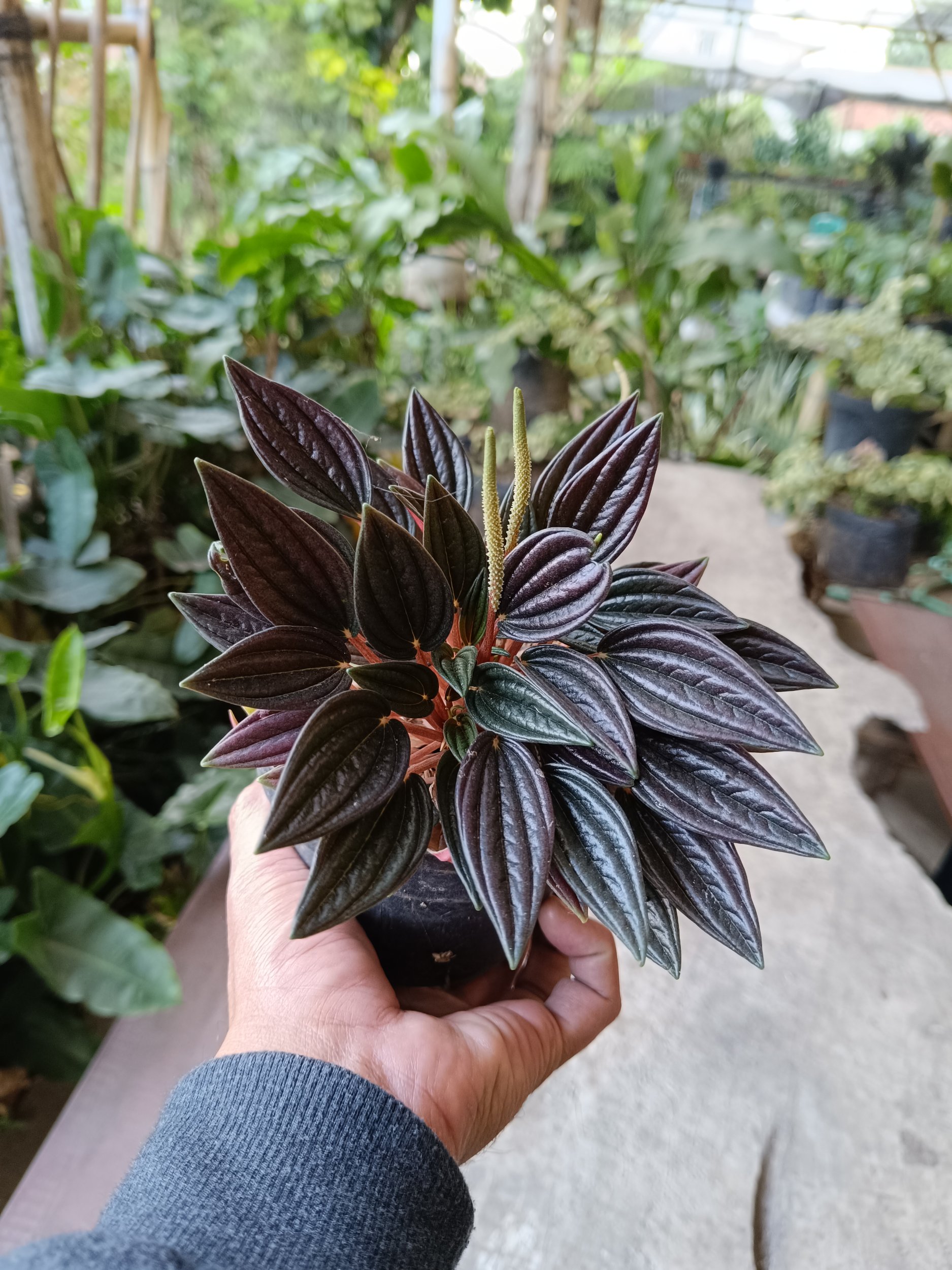 Peperomia Caperata Rosso 3pcs, real gallery image #1 plants.