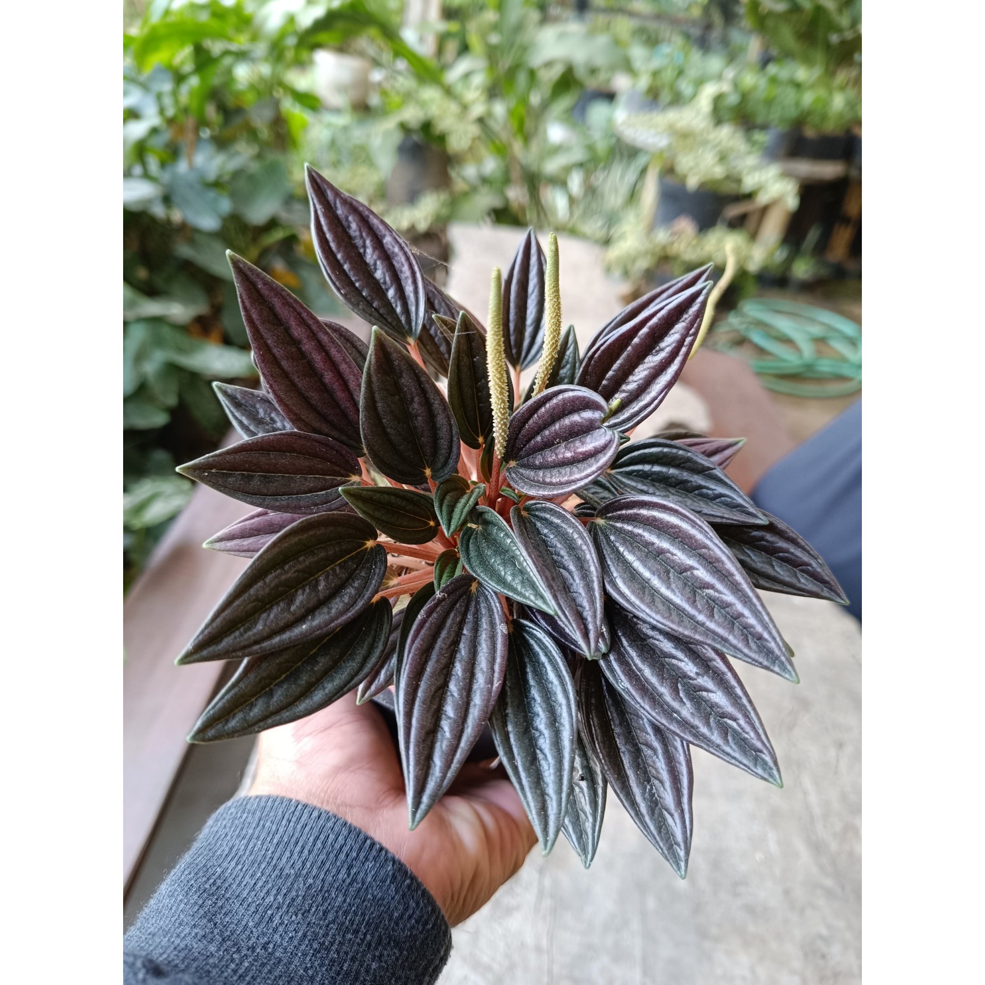Peperomia Caperata Rosso 3pcs, real feature image plant.