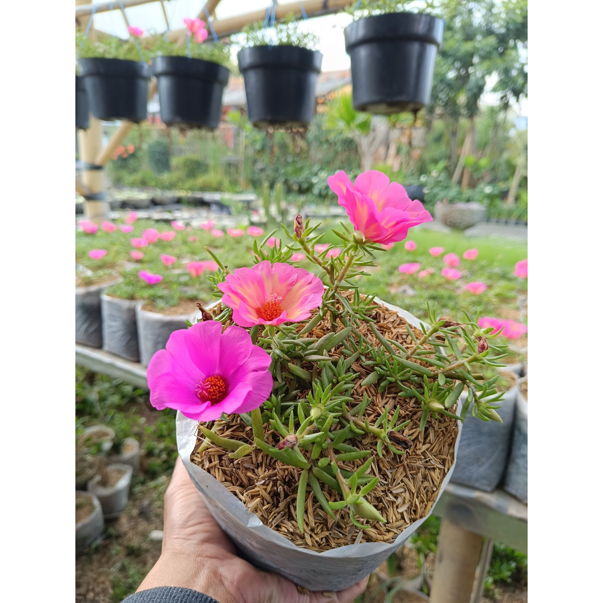 Portulaca Grandiflora Pink Flowers 10pcs, real feature image plant.