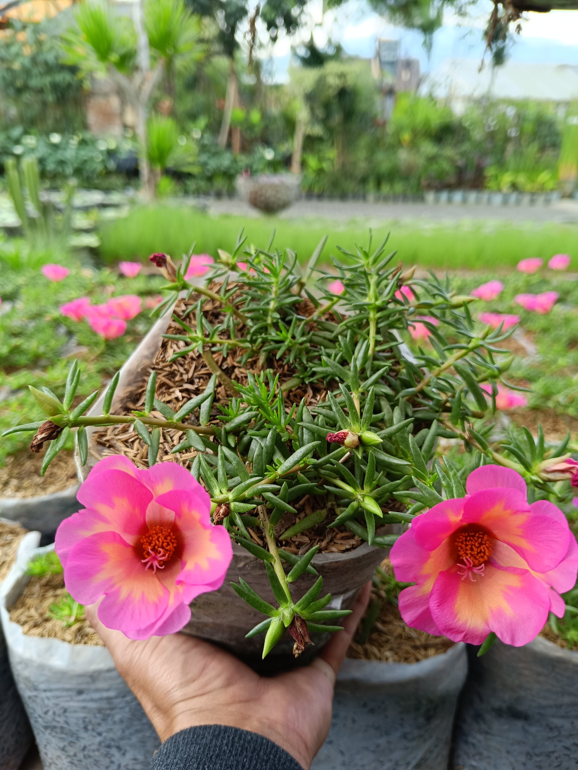 Portulaca Grandiflora Pink Flowers 10pcs, real gallery image #1 plants.