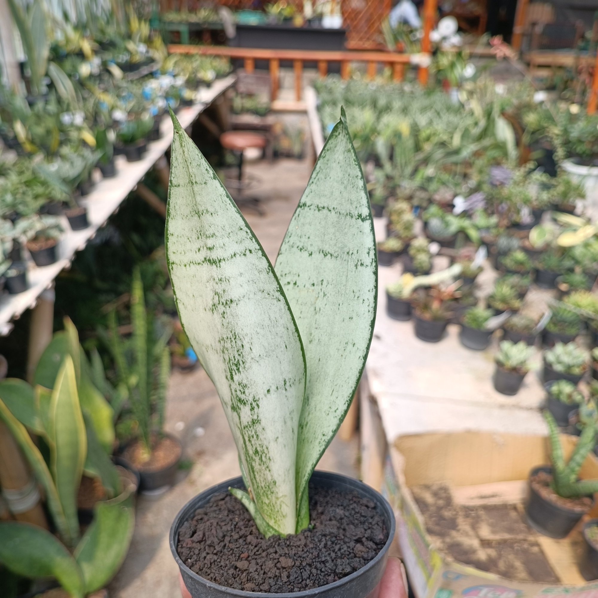 Sancevieria Wonder, real feature image plant.