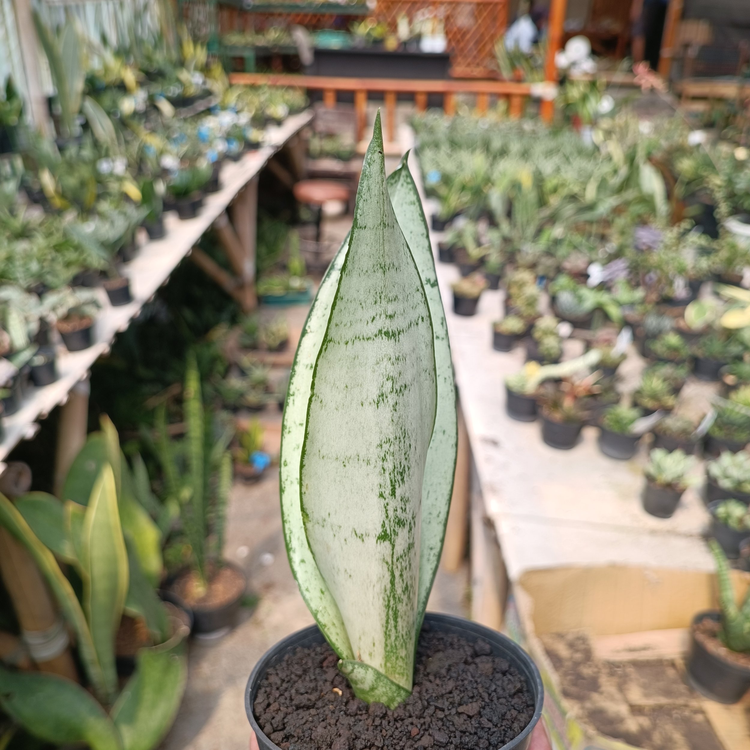 Sancevieria Wonder, real gallery image #1 plants.