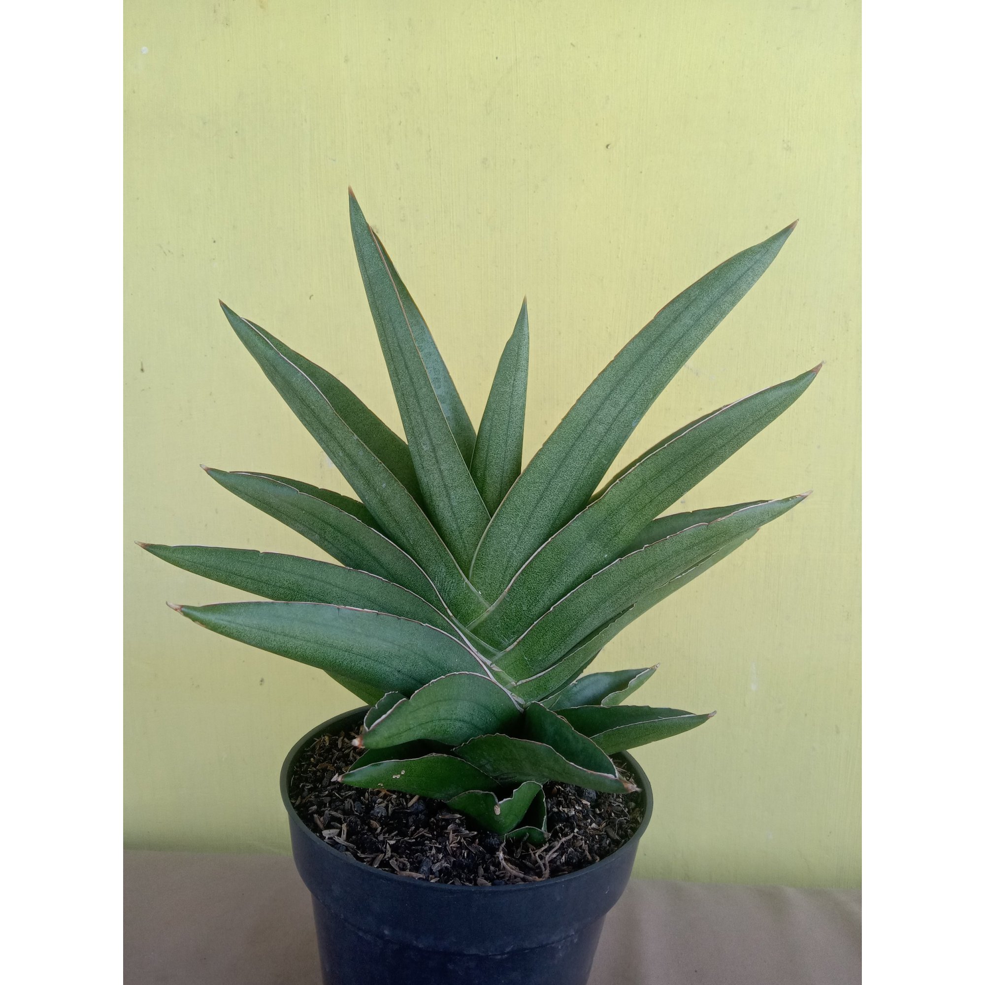 Sanseveria Andaman, real feature image plant.