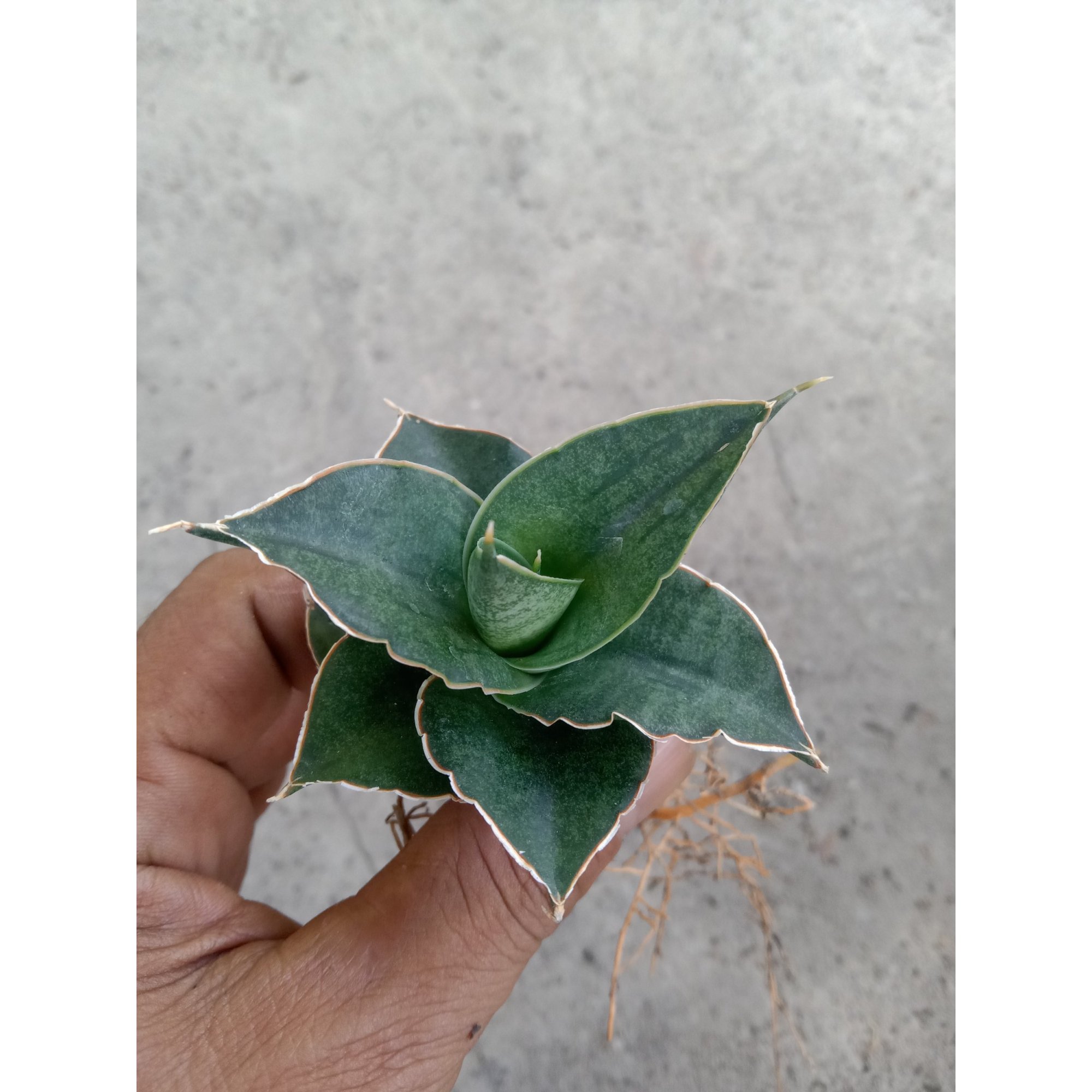 Sanseveria Ao77, real feature image plant.