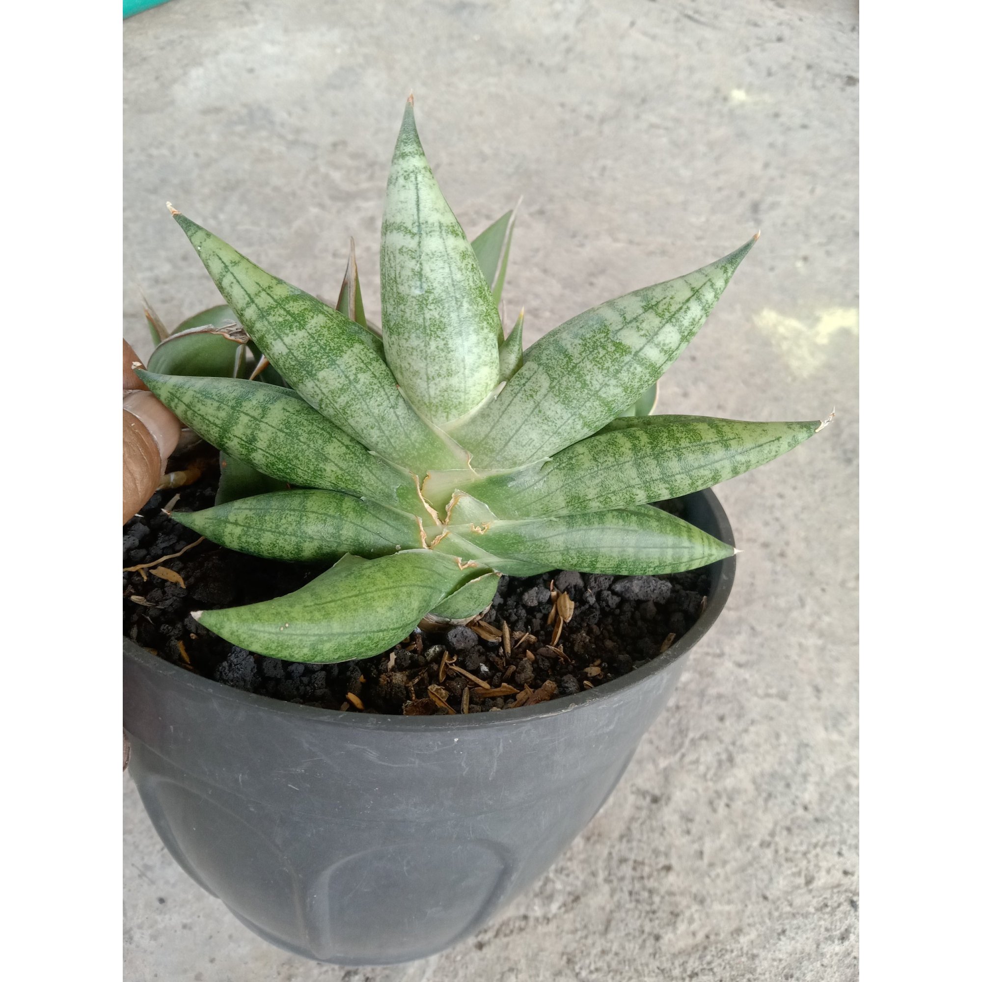 Sanseveria Bonjo, real feature image plant.
