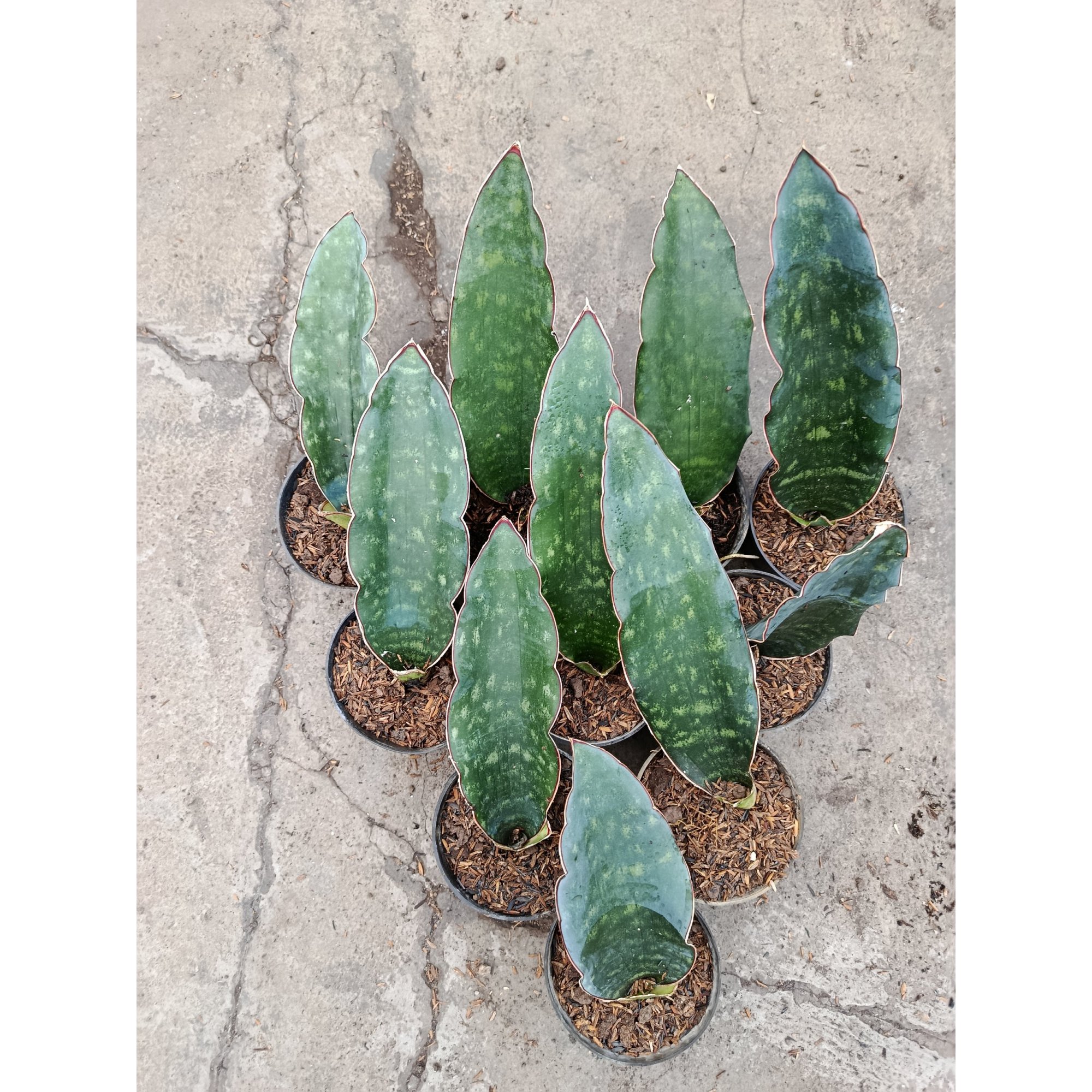 Sanseveria Douglas Green, real feature image plant.