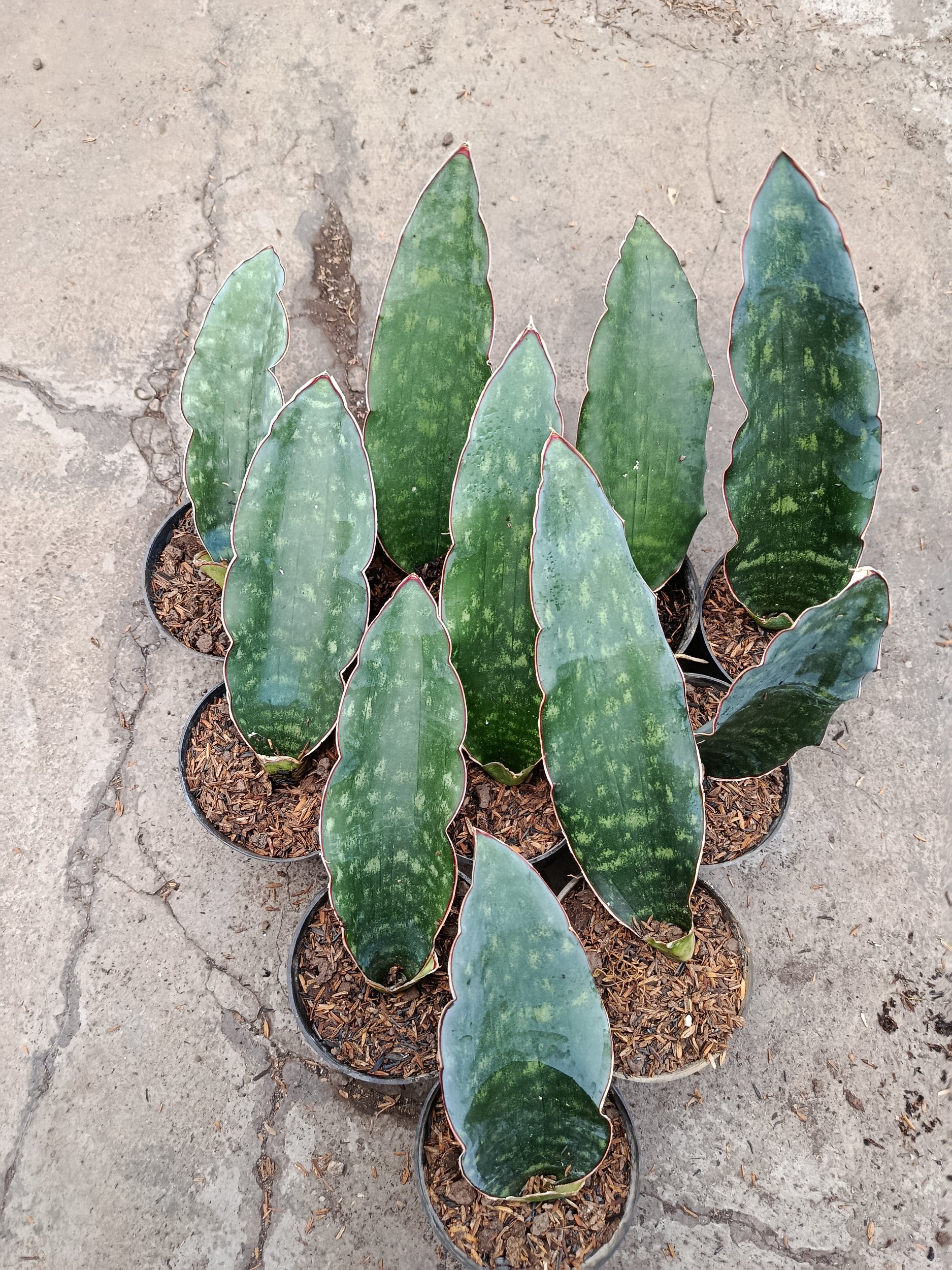 Sanseveria Douglas Green, real gallery image #1 plants.