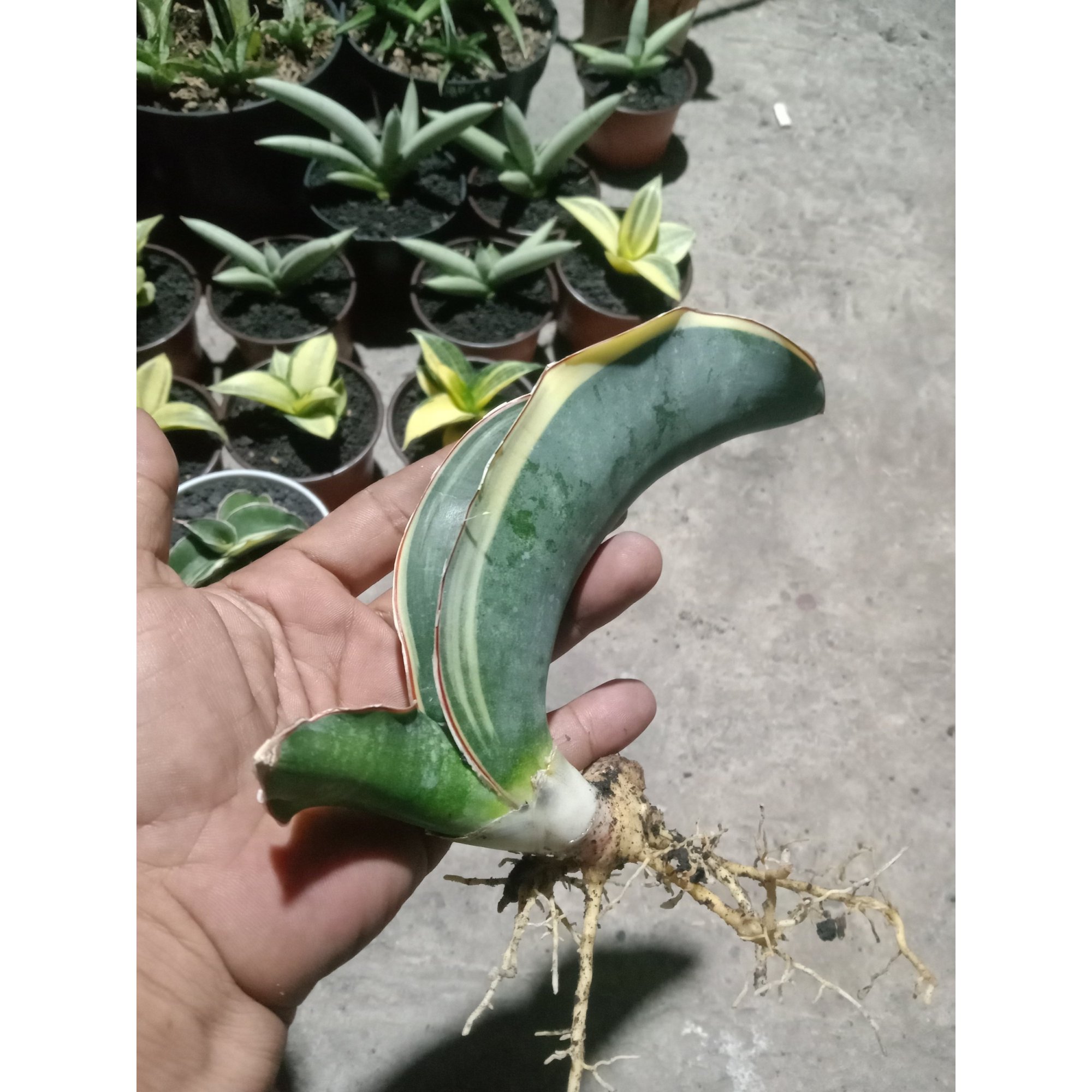 Sanseveria Dragon Black Varigated, real feature image plant.