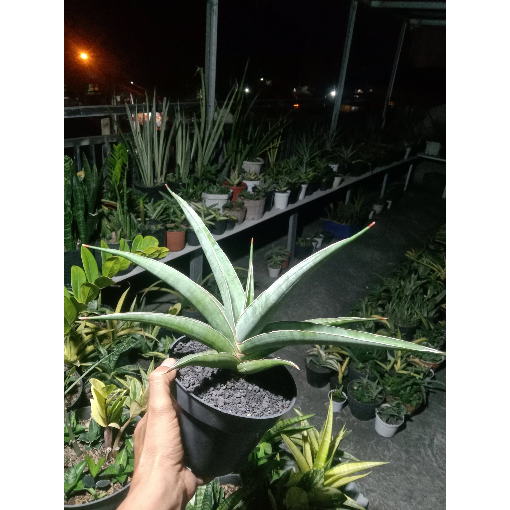 Sanseveria Ganesha, real feature image plant.