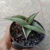 Sanseveria Johanes Burgh Thailand