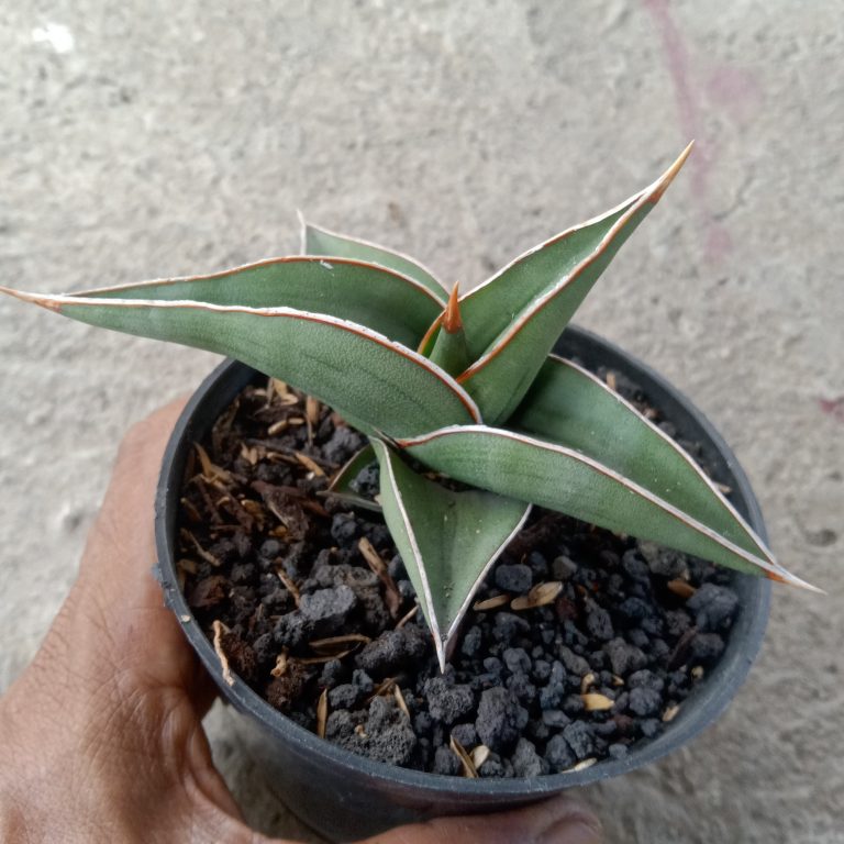 2408. Sanseveria Johanes Burgh Thailand