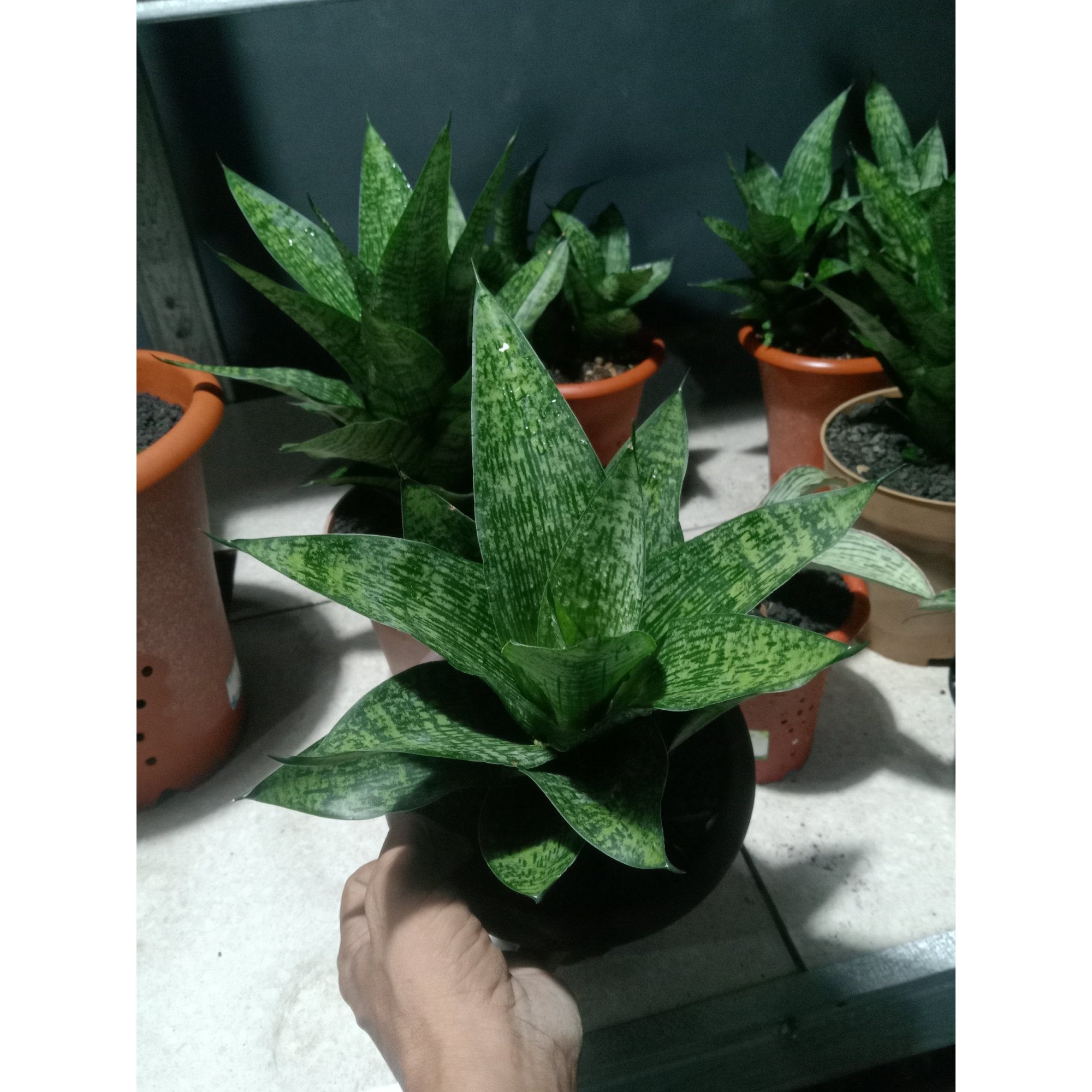 Sanseveria Kahuripan Big Size, real feature image plant.