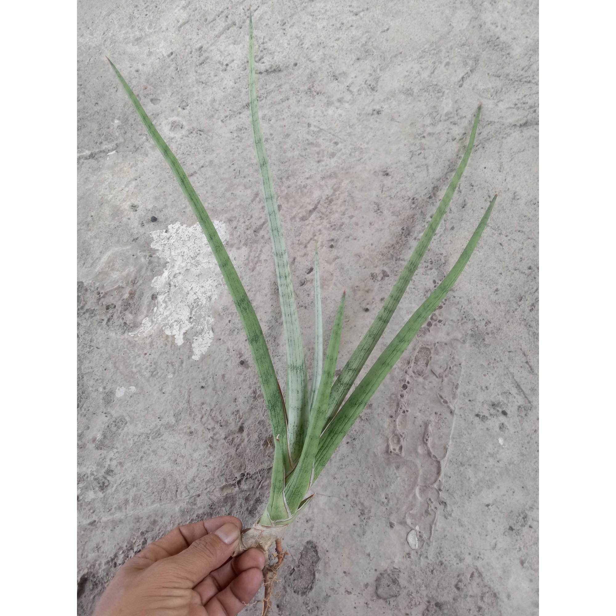Sanseveria Ladycarm, real feature image plant.