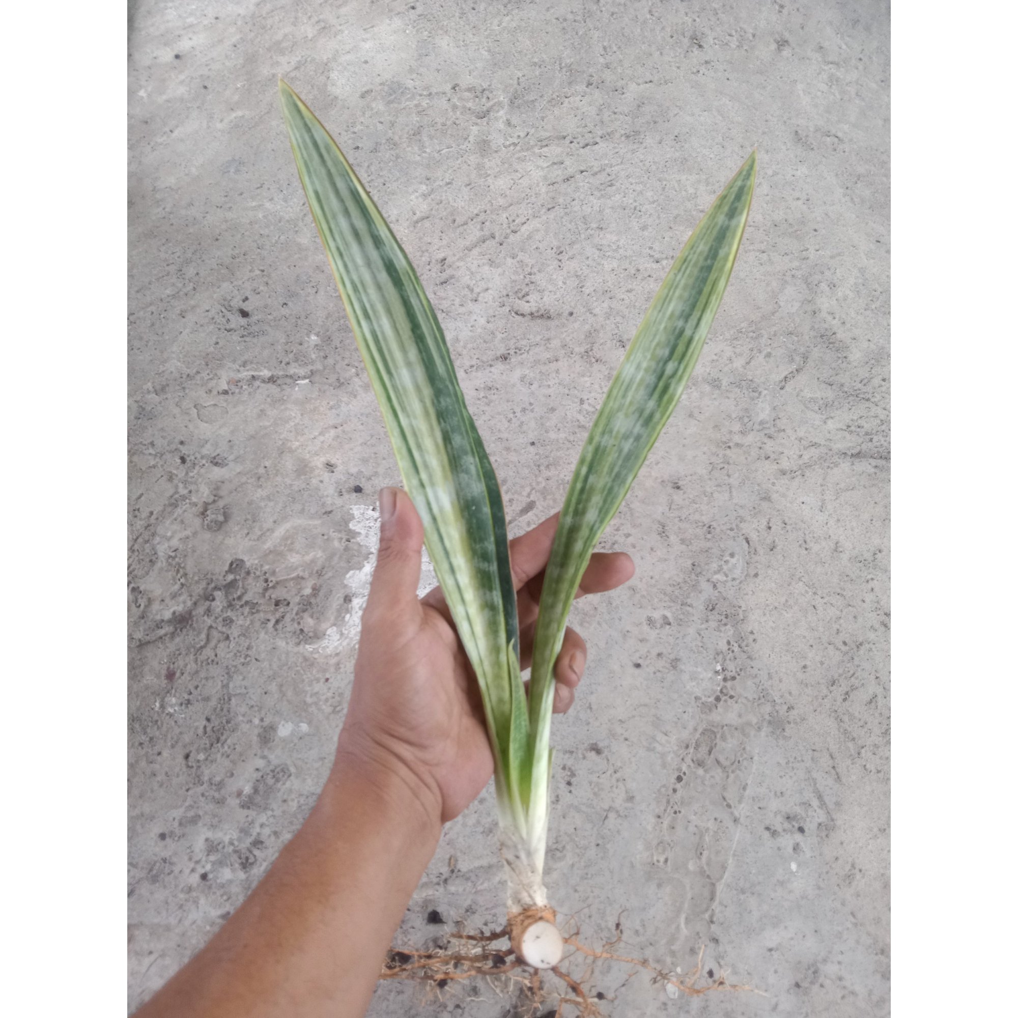 Sanseveria Manolin Varigated, real feature image plant.