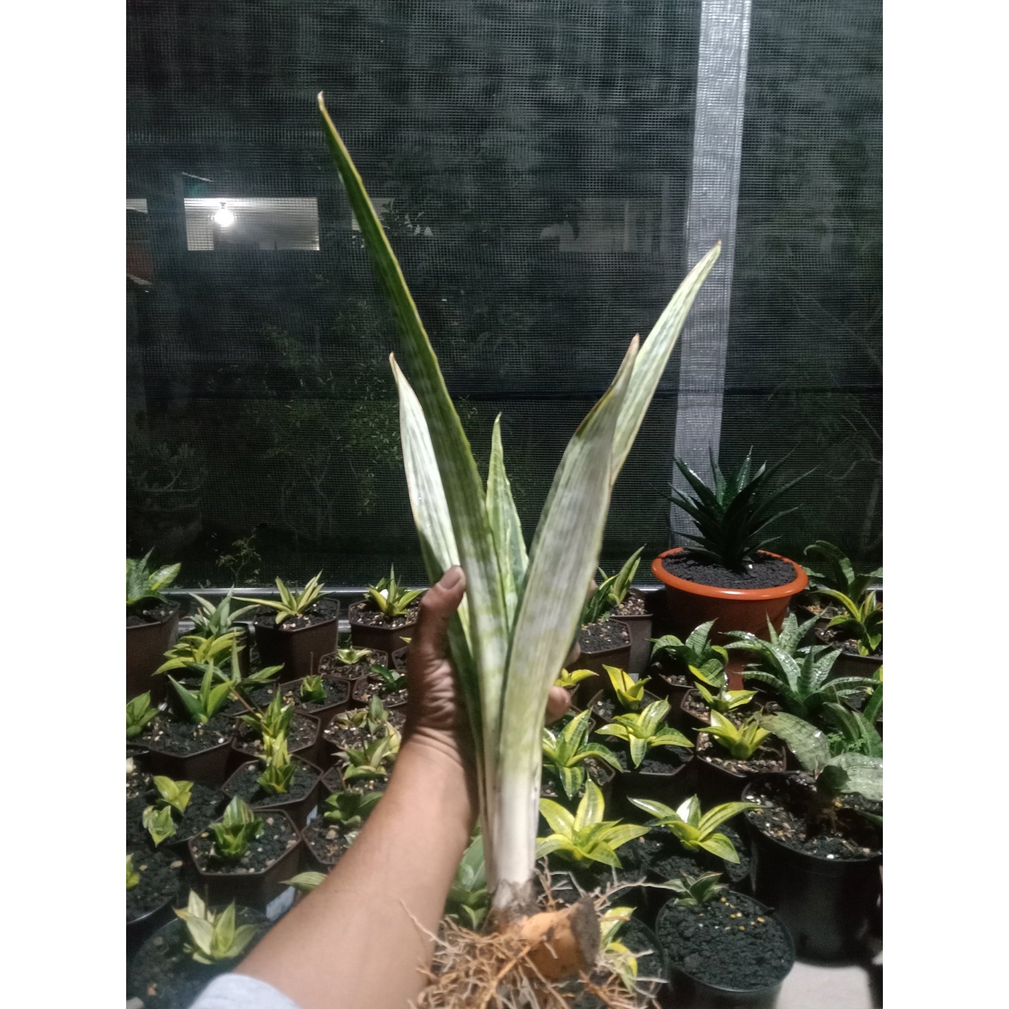 2441. Sanseveria Manolin Varigated Super