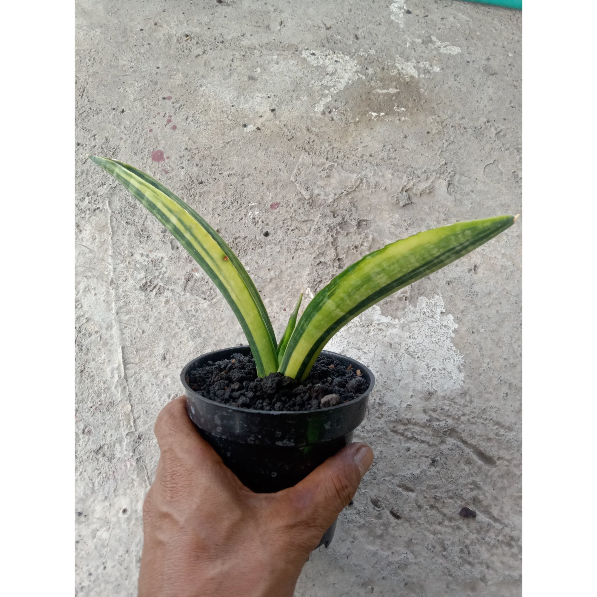 2407. Sanseveria Marcopolo Varigated