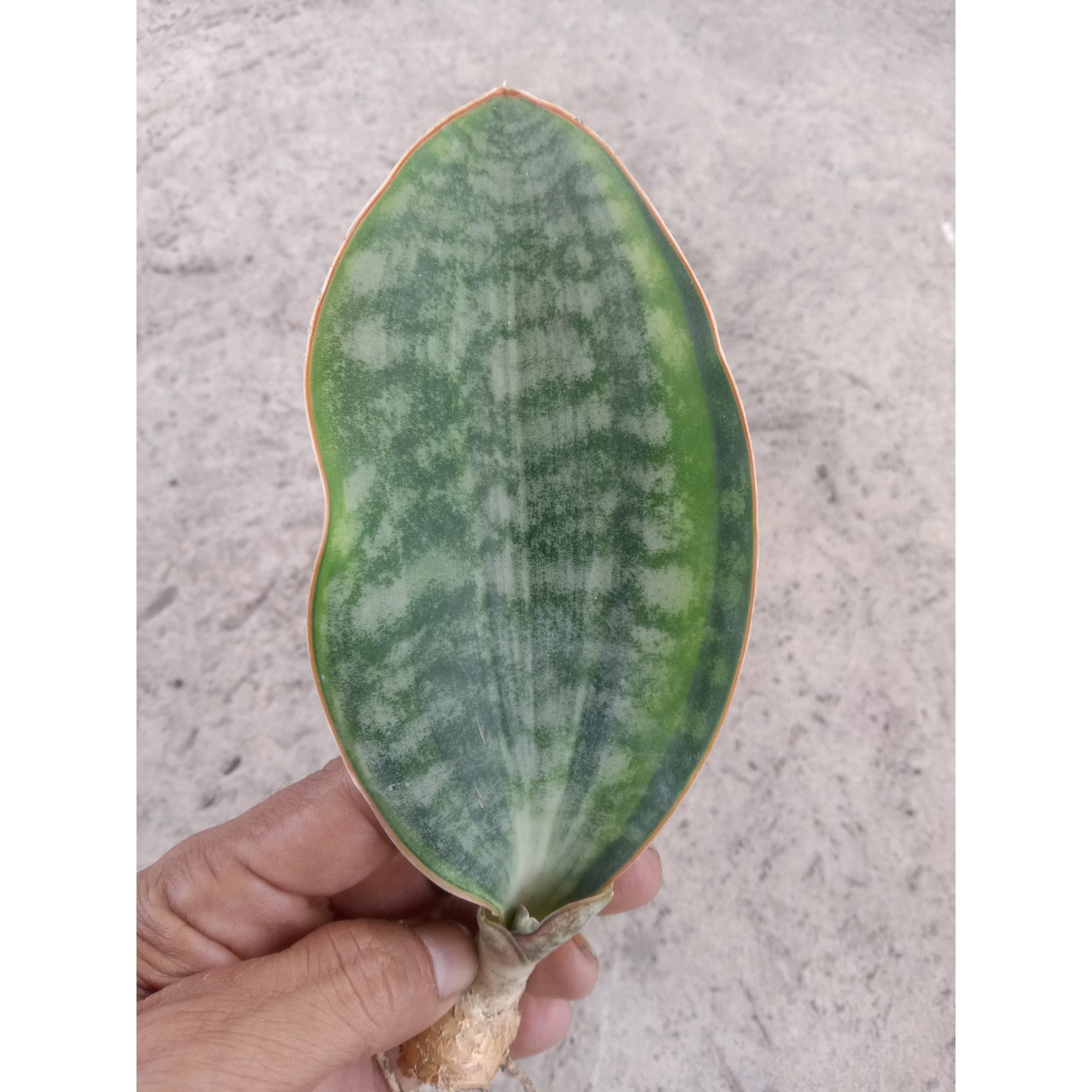 Sanseveria Masoniana Three Colour, real feature image plant.